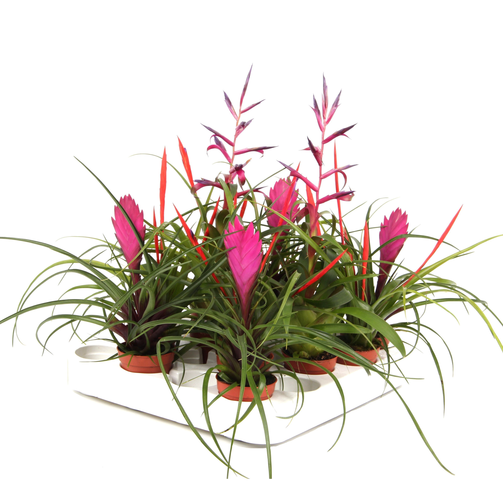 Tillandsia mix, D 5,5 cm