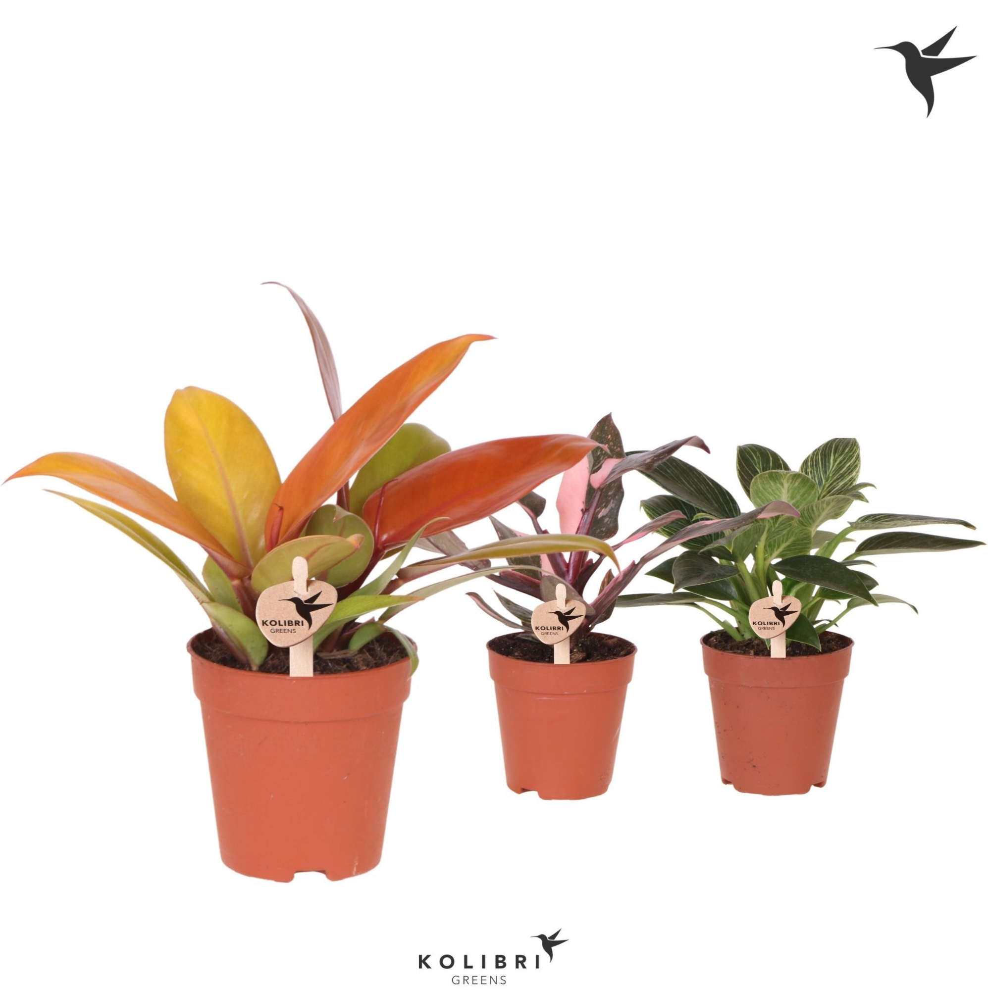Kolibri Greens Philodendron mix, D 9 cm