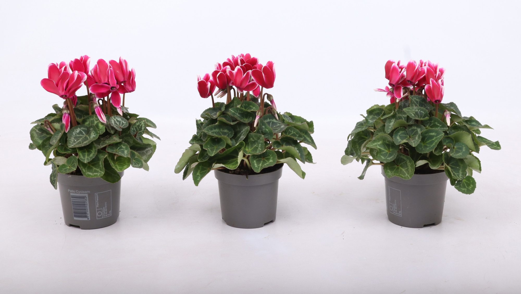 Cyclamen Fantasia Magenta Fonce 9 cm, D 9