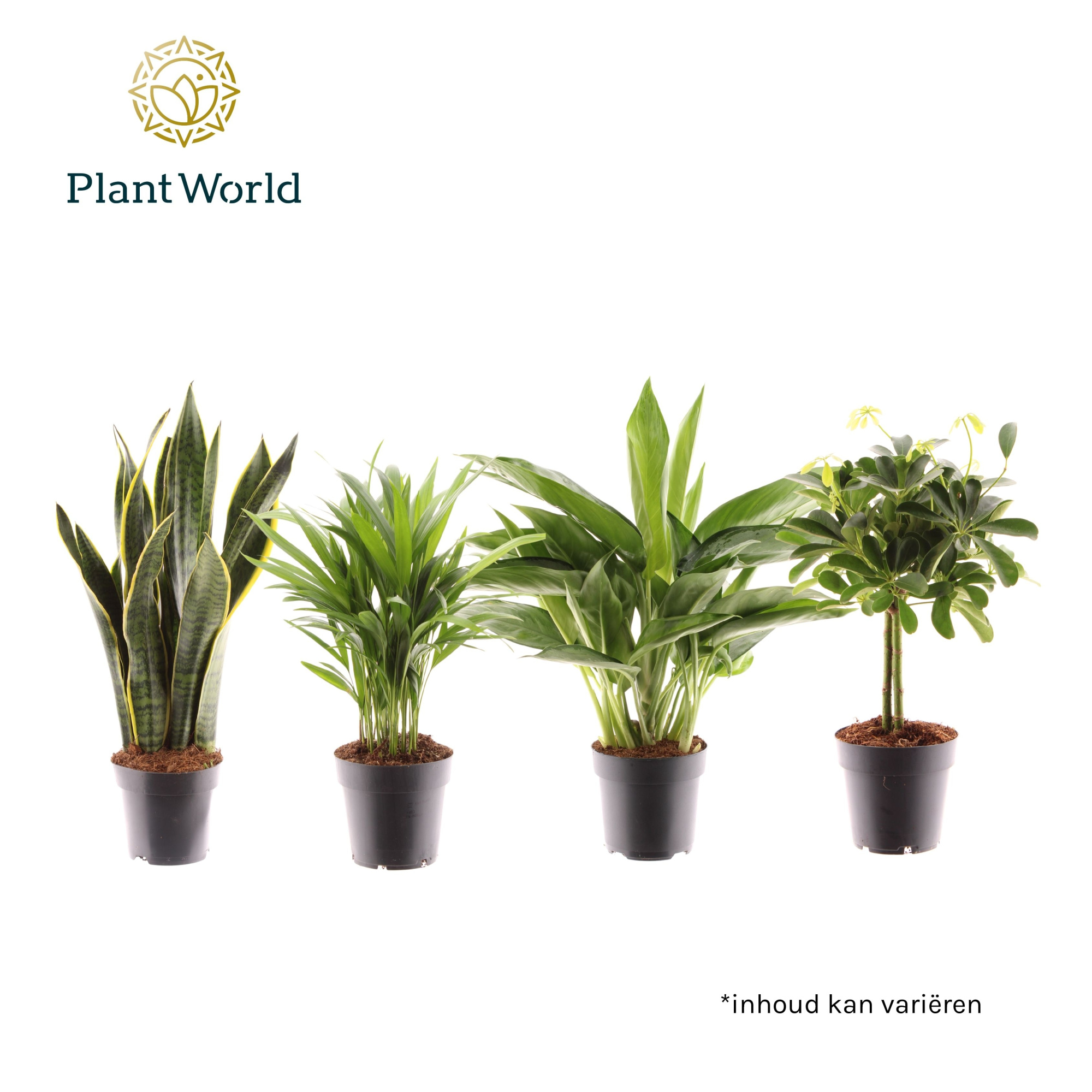 Groenmix Jamaica (diverse soorten), D 14 cm