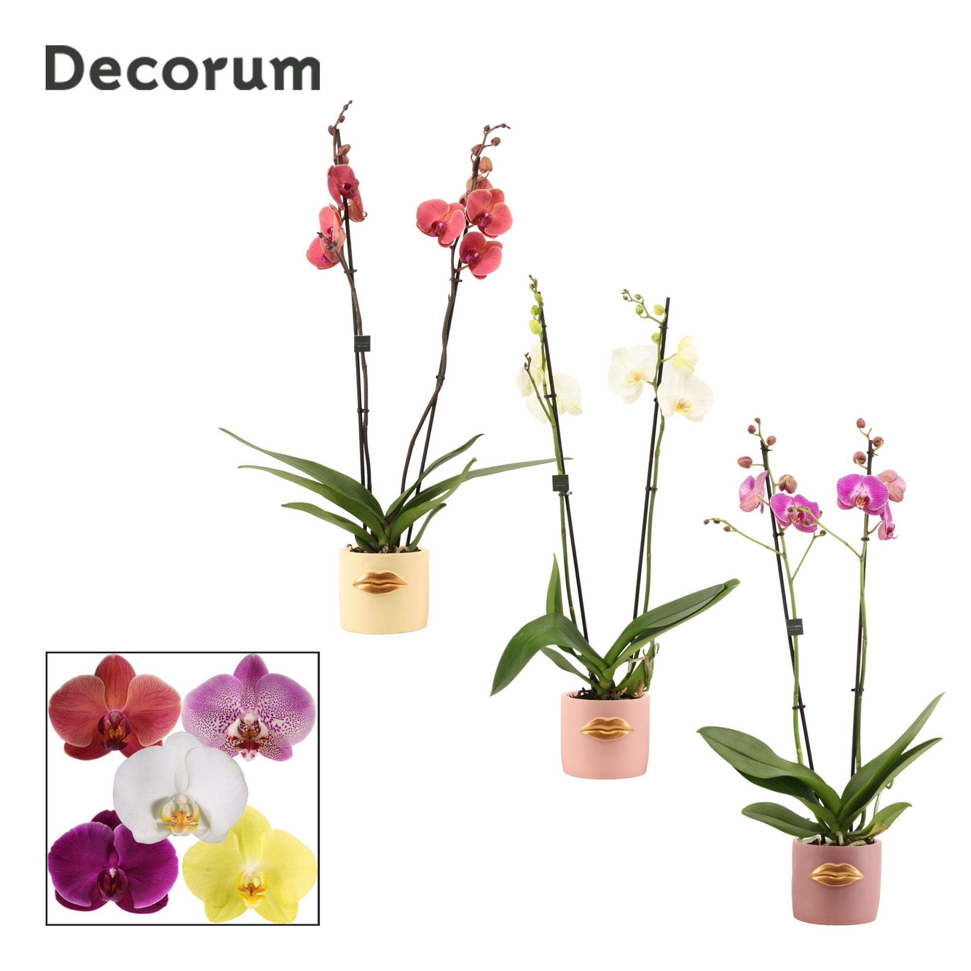 Phalaenopsis 2 tak 16+ mix in Lovely (Luxury World-collection), D 12