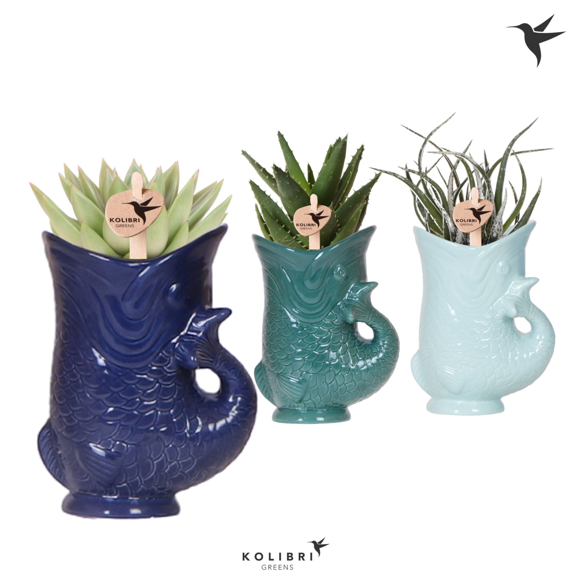 Kolibri Greens Succulenten mix in Fish pot blue mix, D 9 cm