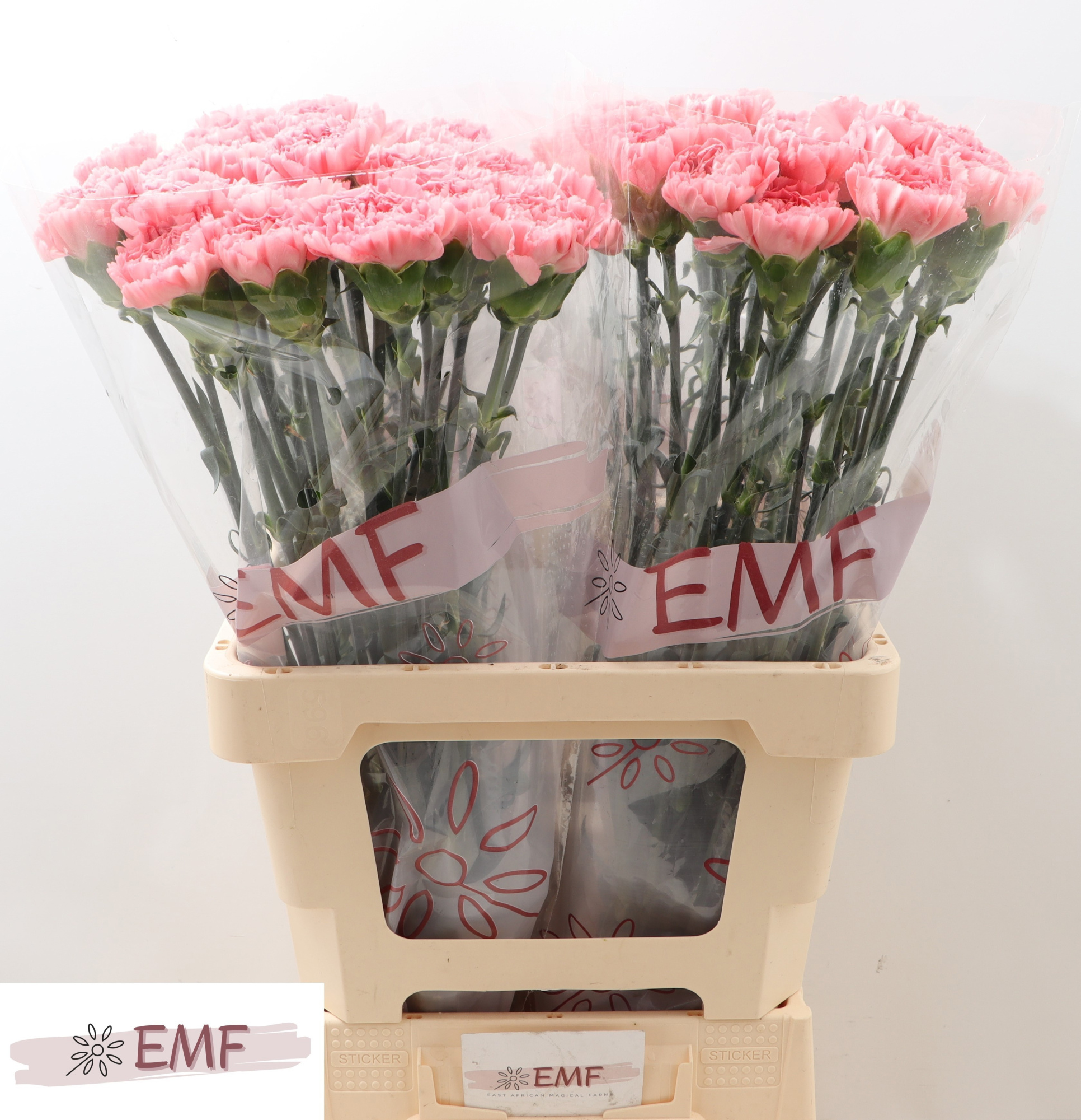 Диантус од. Бэтси, шт.