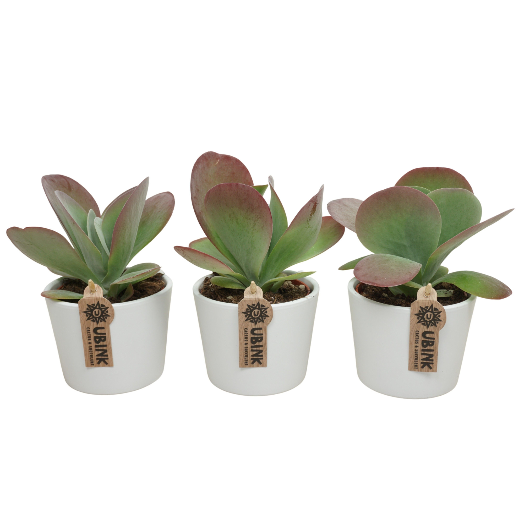 Kalanchoë thyrsiflora 'red lips' in 12 cm 'Witte Pot', D 10,5 cm