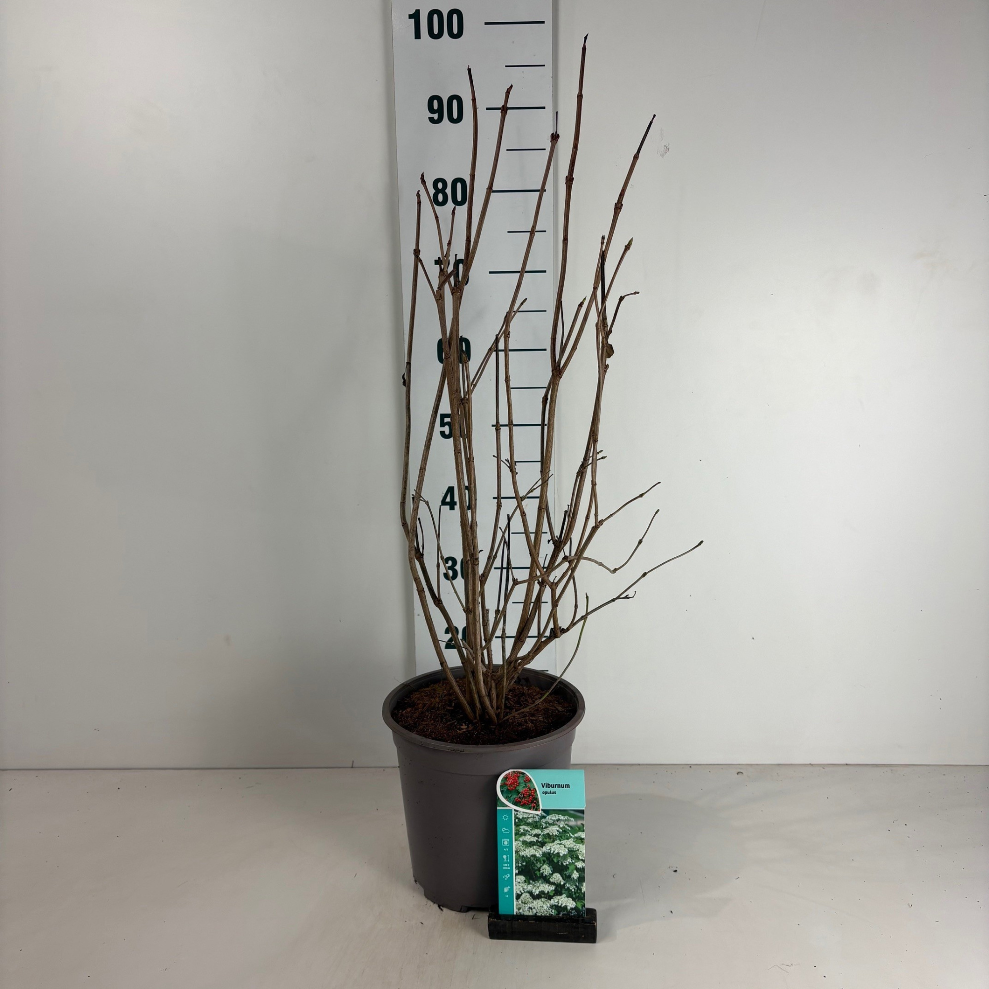 Viburnum opulus, D 24