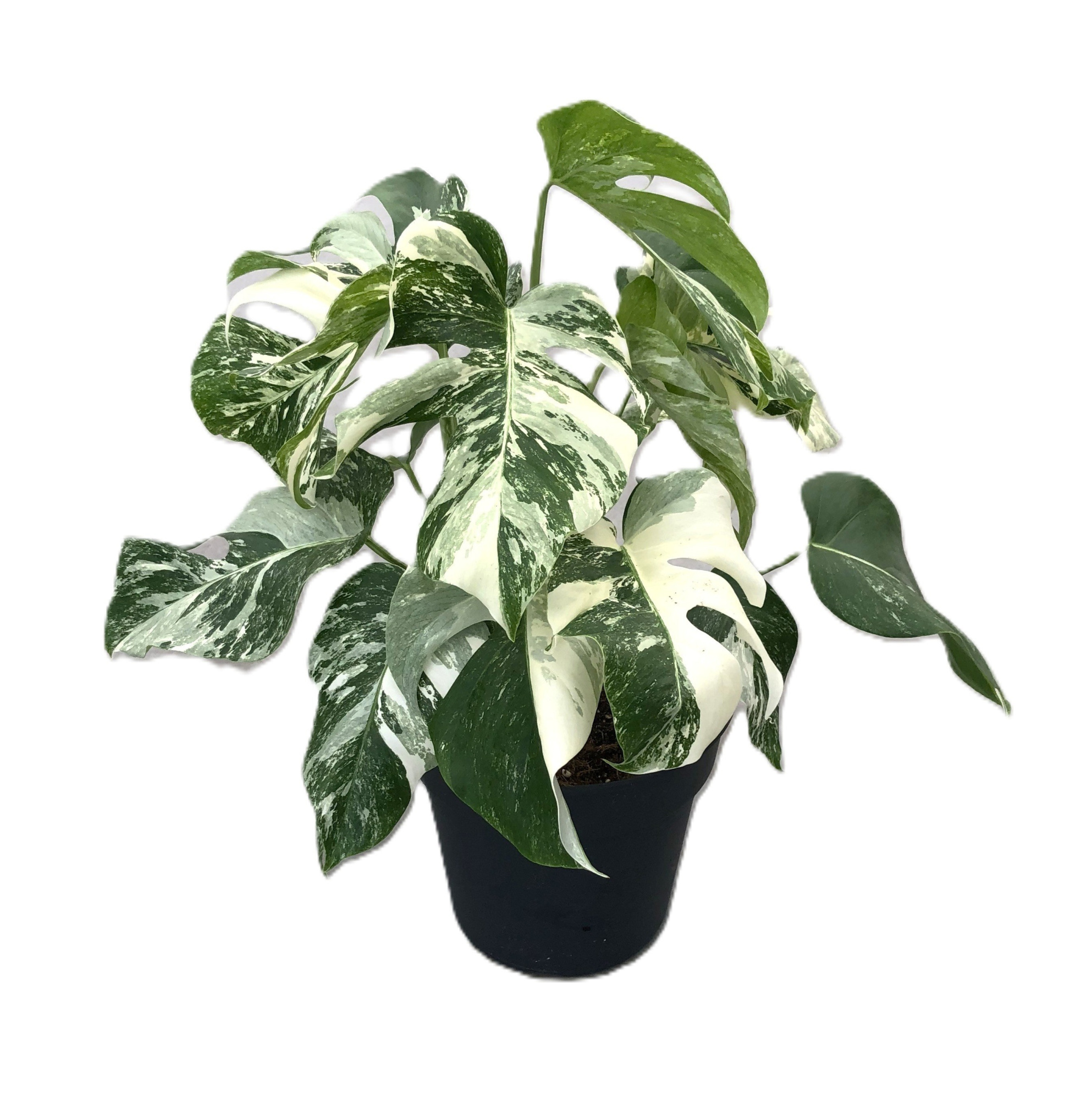 Monstera 'variegata' p24 3pp, D 24