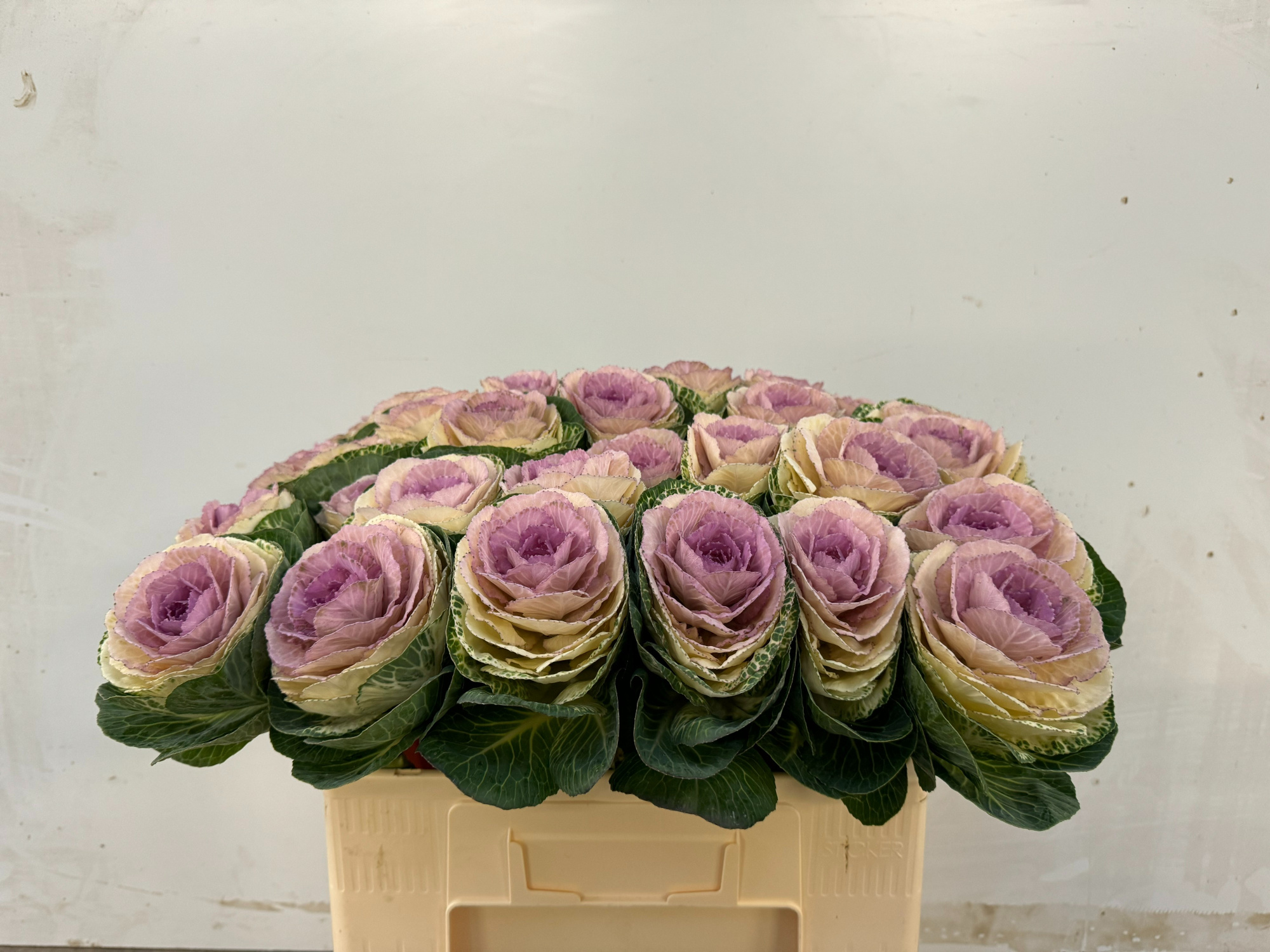 Брассика Крэйн Биколор 55, шт.