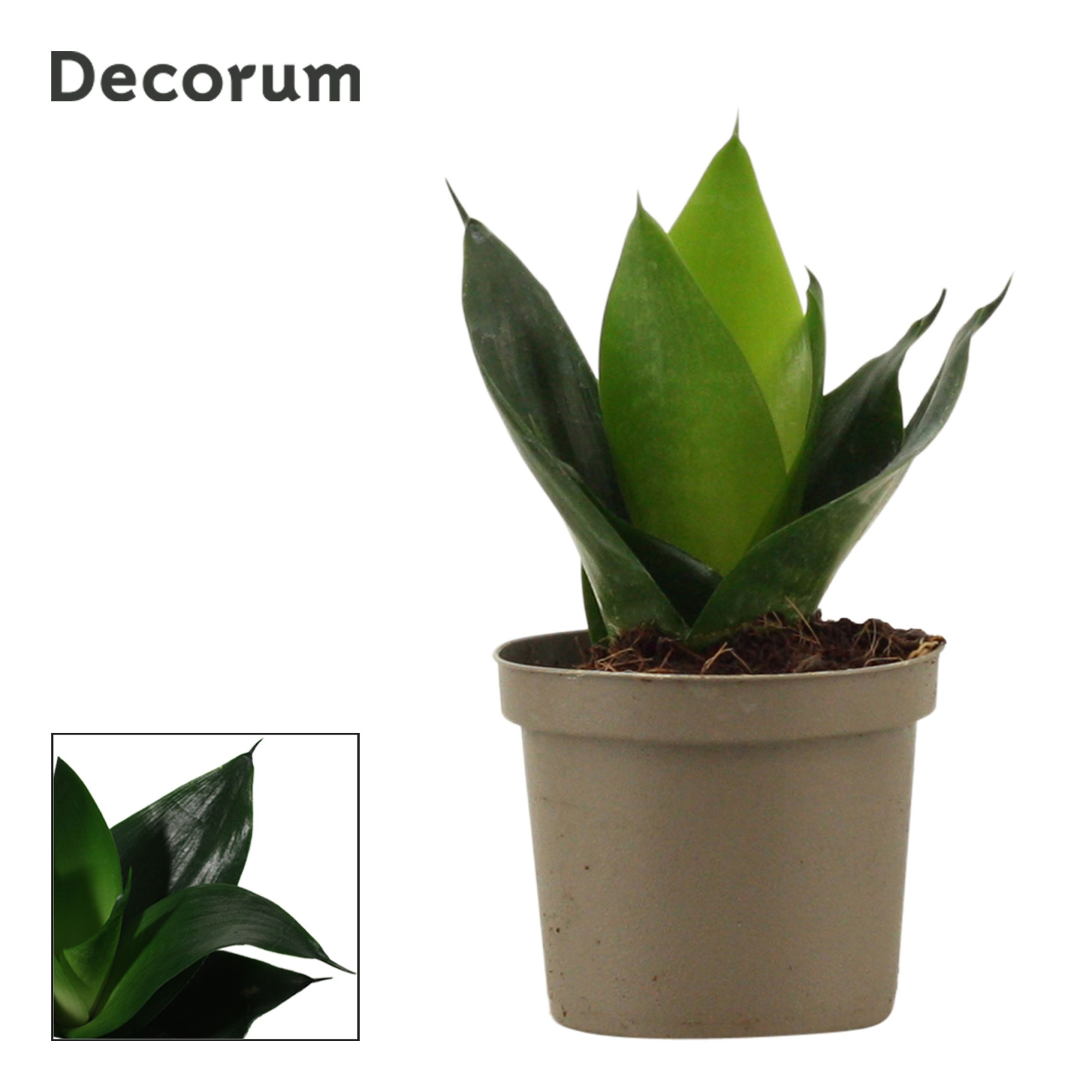 Sansevieria Hahnii 9 cm Black Jade (Decorum), D 9 cm