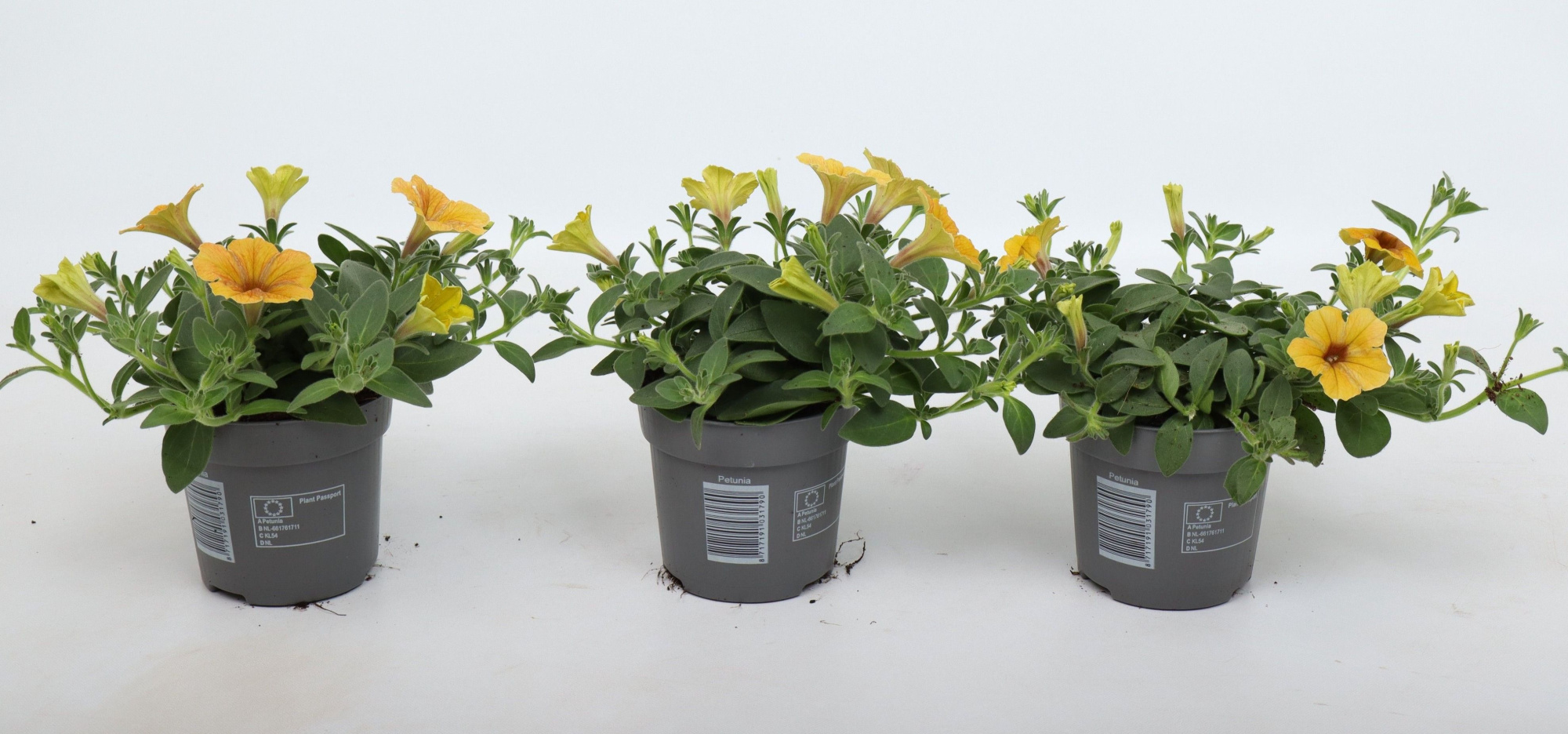 Petunia Cascadias® Indian Summer, D 10,5