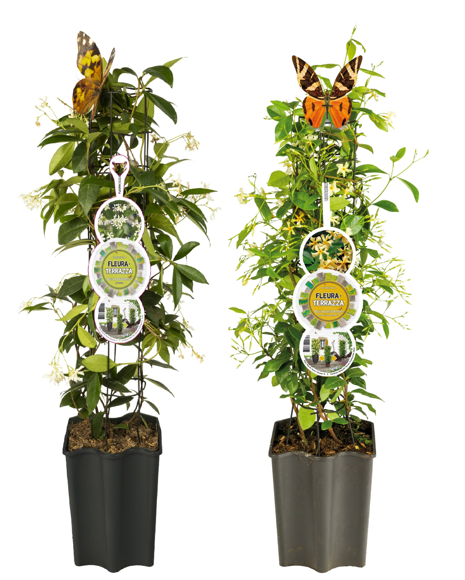 Mix CC Trachelospermum Pillars+label, D 19