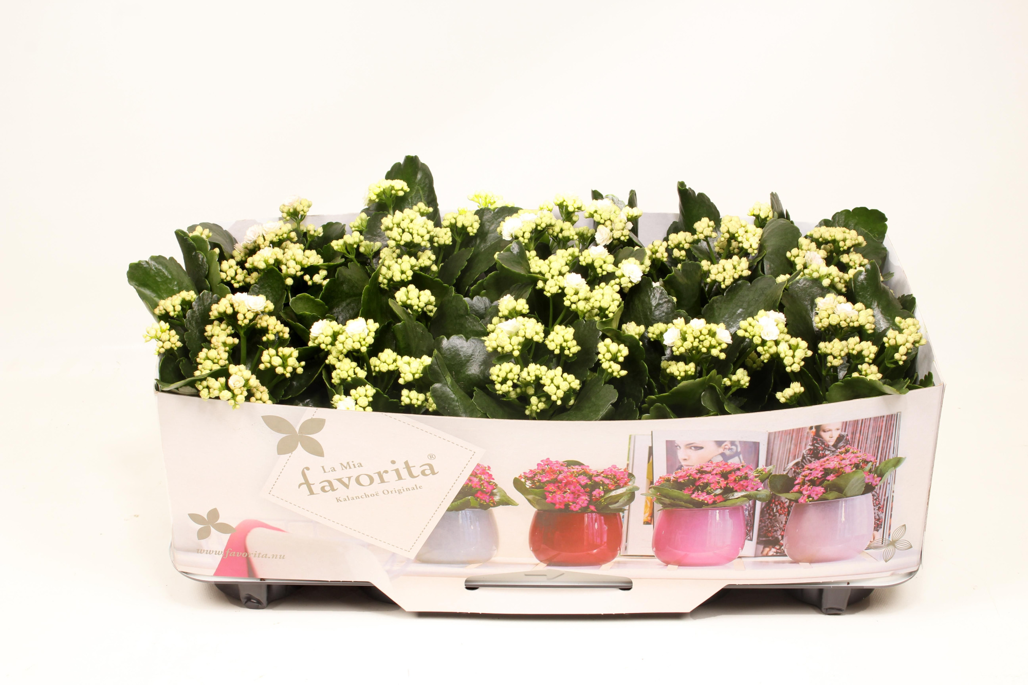 Kalanchoe Double Deluxe White No Sleeve, D 10 cm