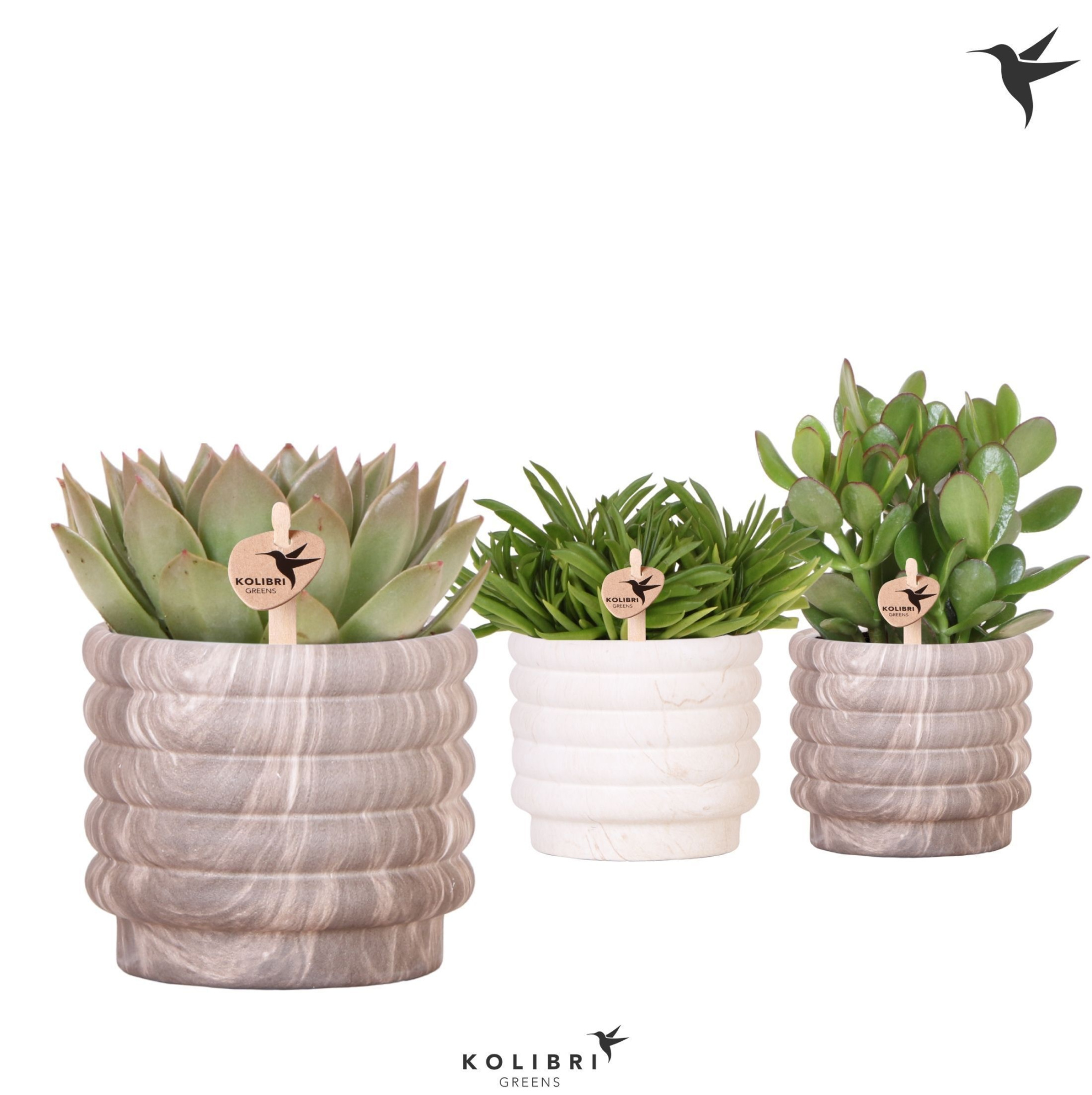 Kolibri Greens Succulenten mix in Marble pot mix, D 12 cm