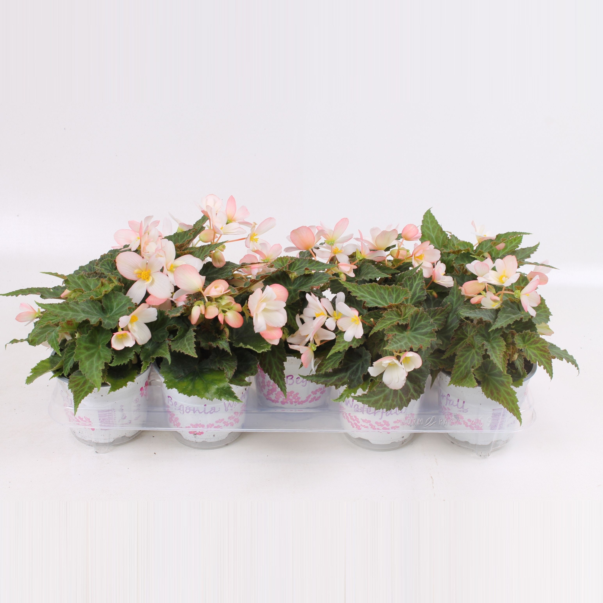Begonia Waterfall Soft Pink' floratino fust, D 12