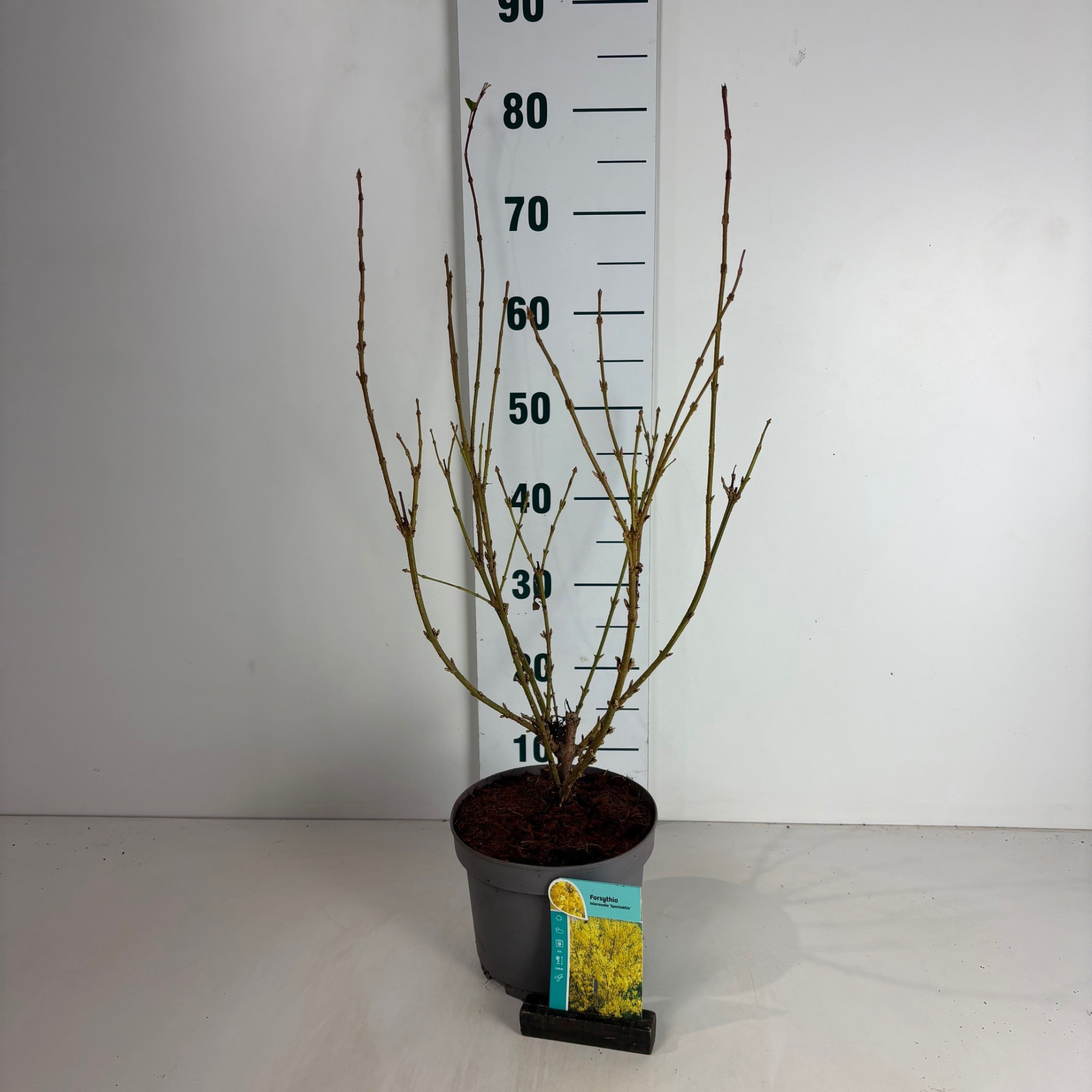 Forsythia intermedia Spectabilis, D 20