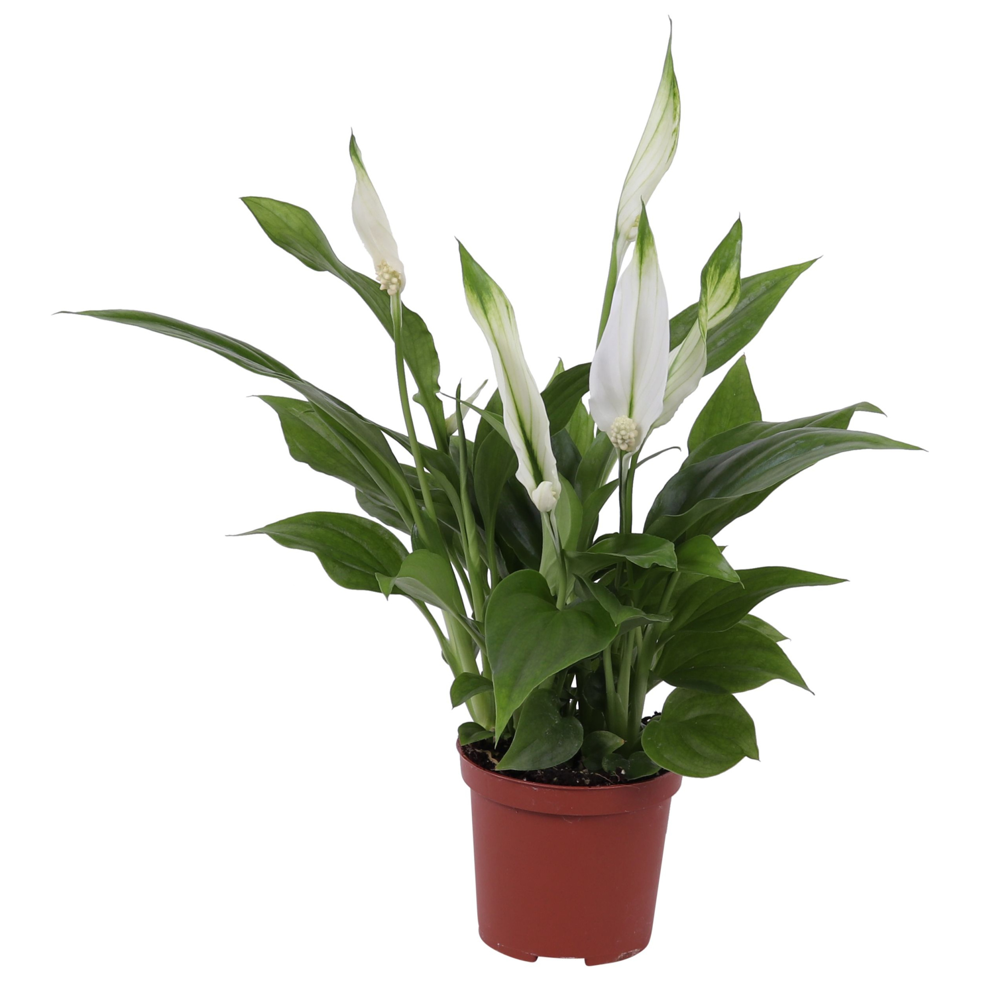 Spathiphyllum Pearl Cupido 7cm, zonder hoes, D 7 cm