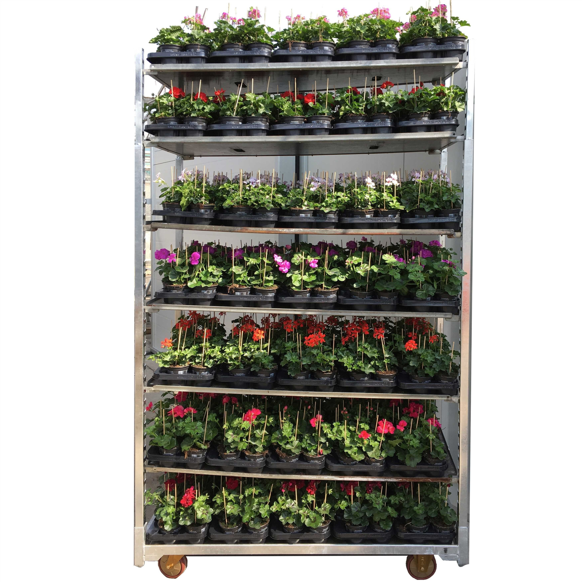 713 RE.PAM : P10.5 cm Pelargonium Peltatum gemengde kleuren per kar, D 10,5 cm