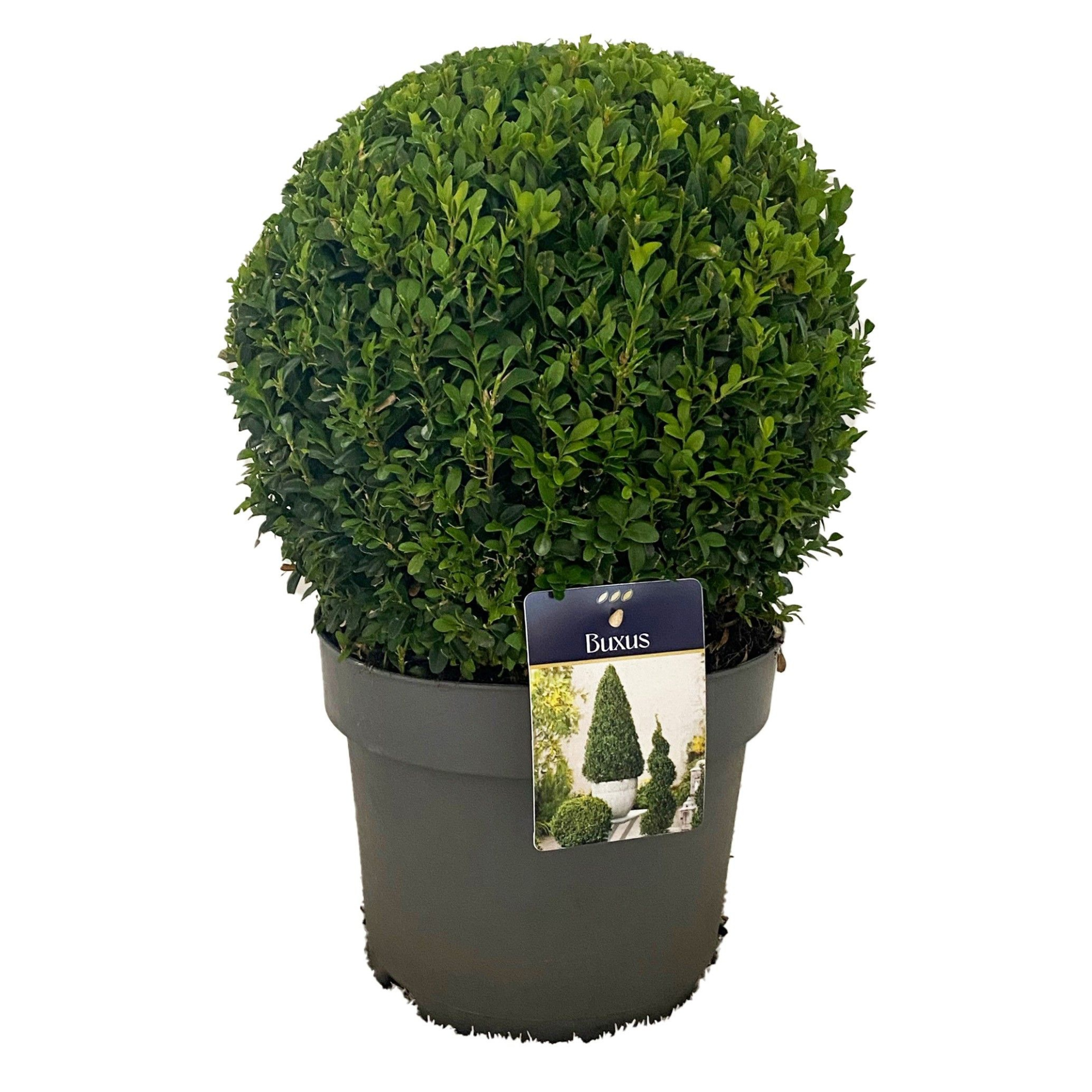 Buxus semp. Bol 30-35 cm c7.5/p24, D 24