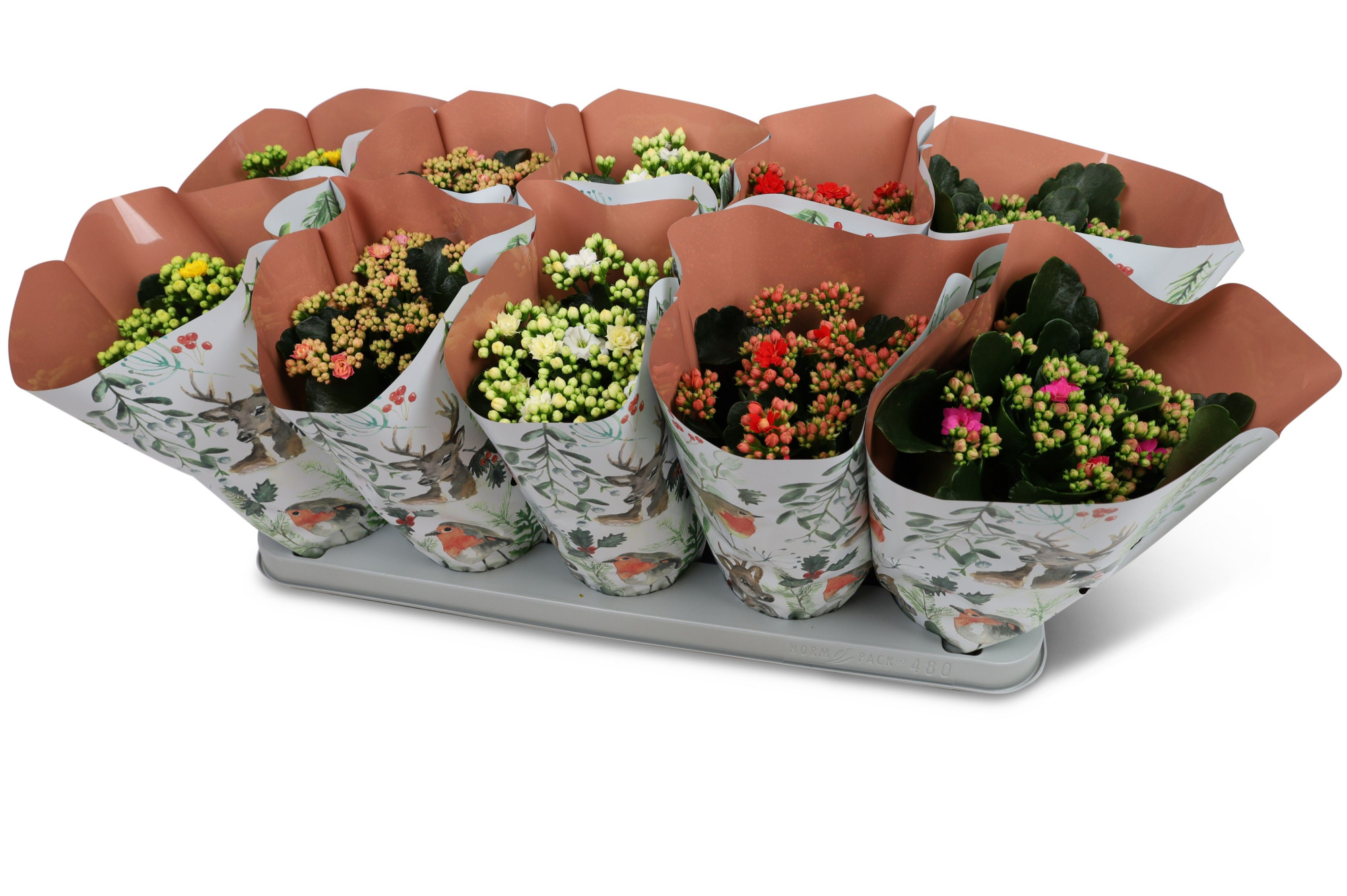Kalanchoë Perfecta Mix Winter hoes, D 12