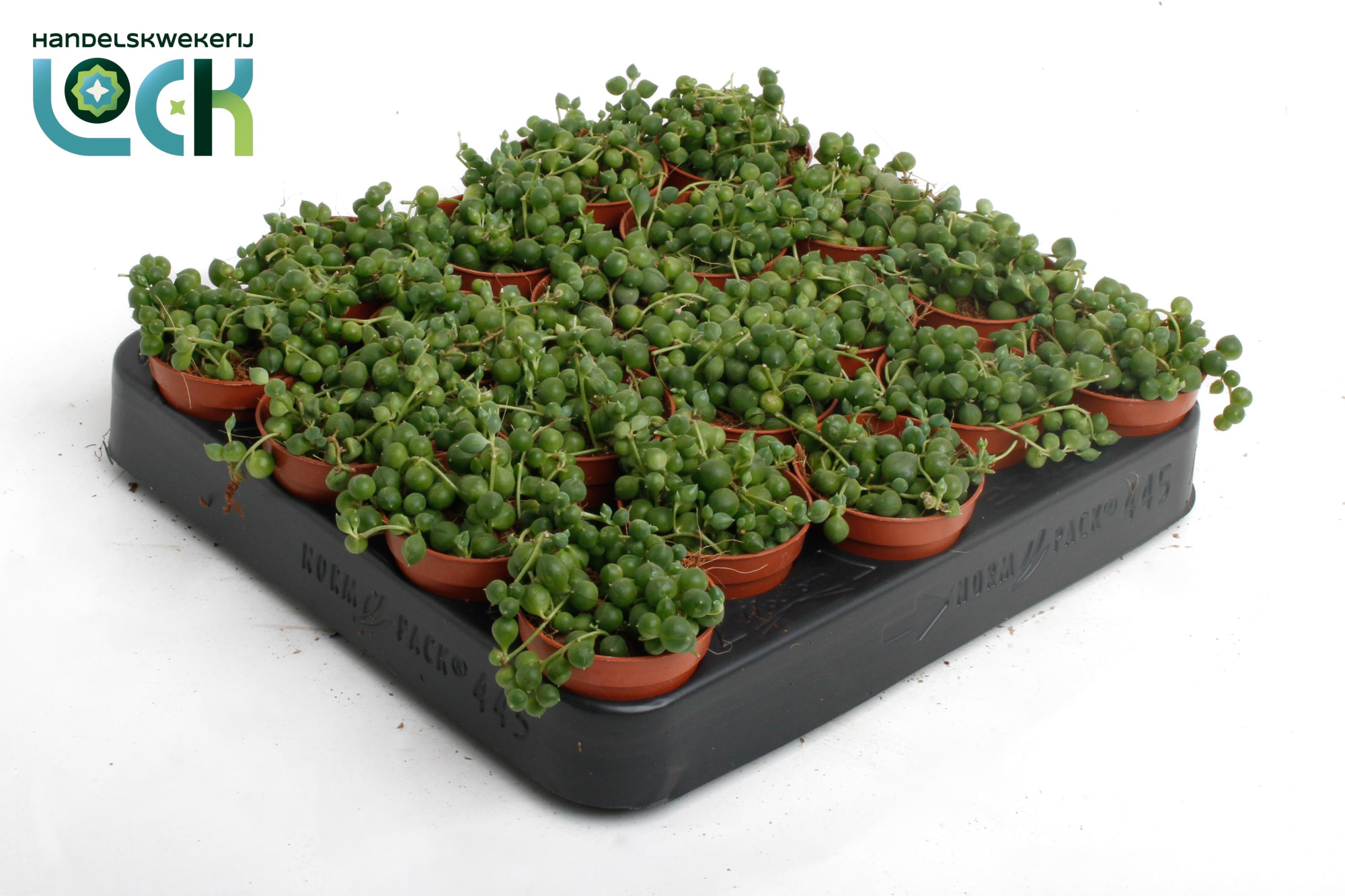 Senecio Rowleyanus, D 5,5 cm