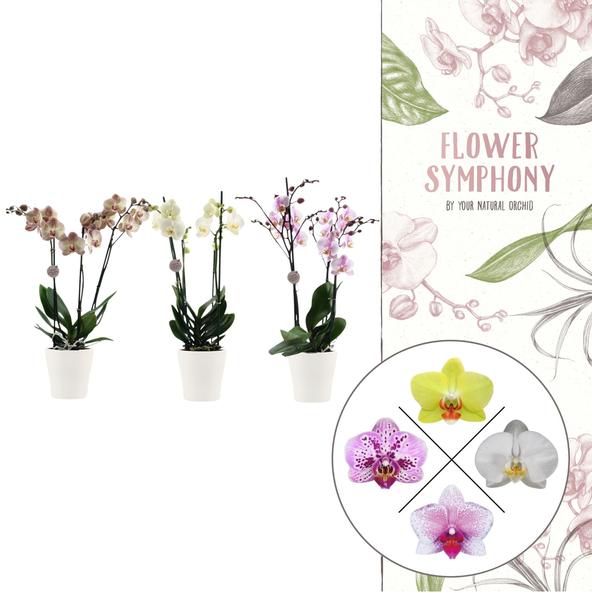 Flower Symphony | Mix in Anna keramiek | Phalaenopsis 3 spike, D 12 cm