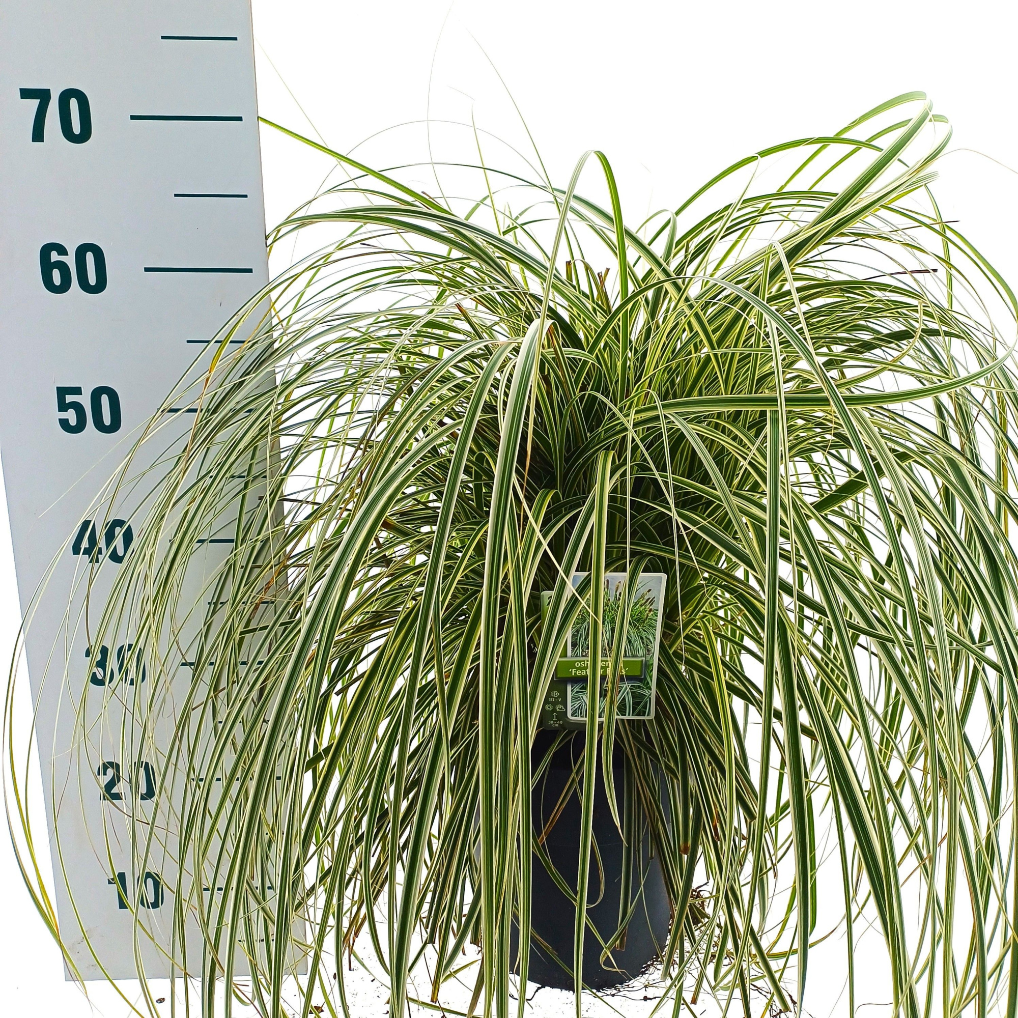 Carex 'Feather Falls' PBR, D 23 cm