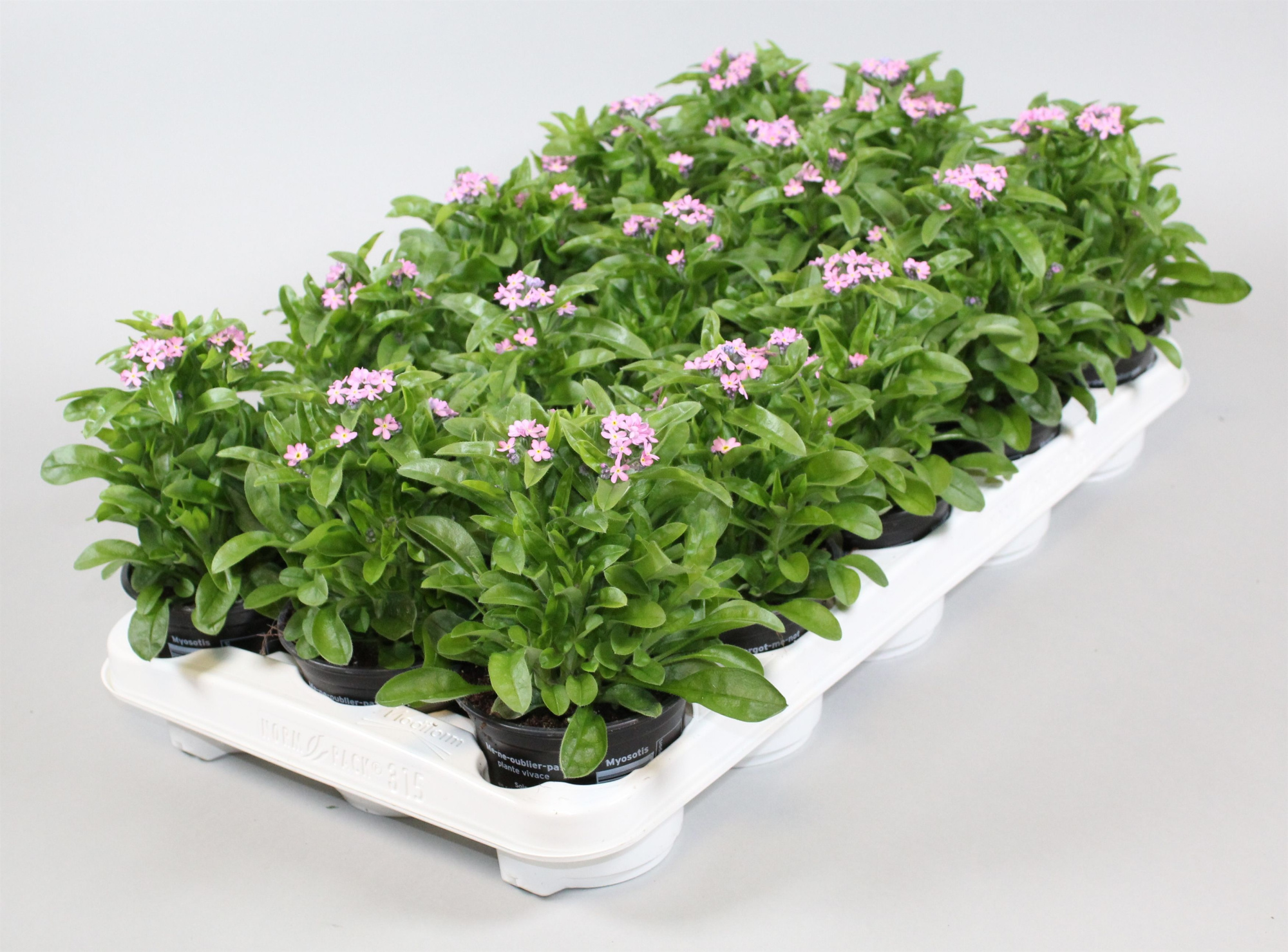 Myosotis Mon Amie Rose, D 10,5