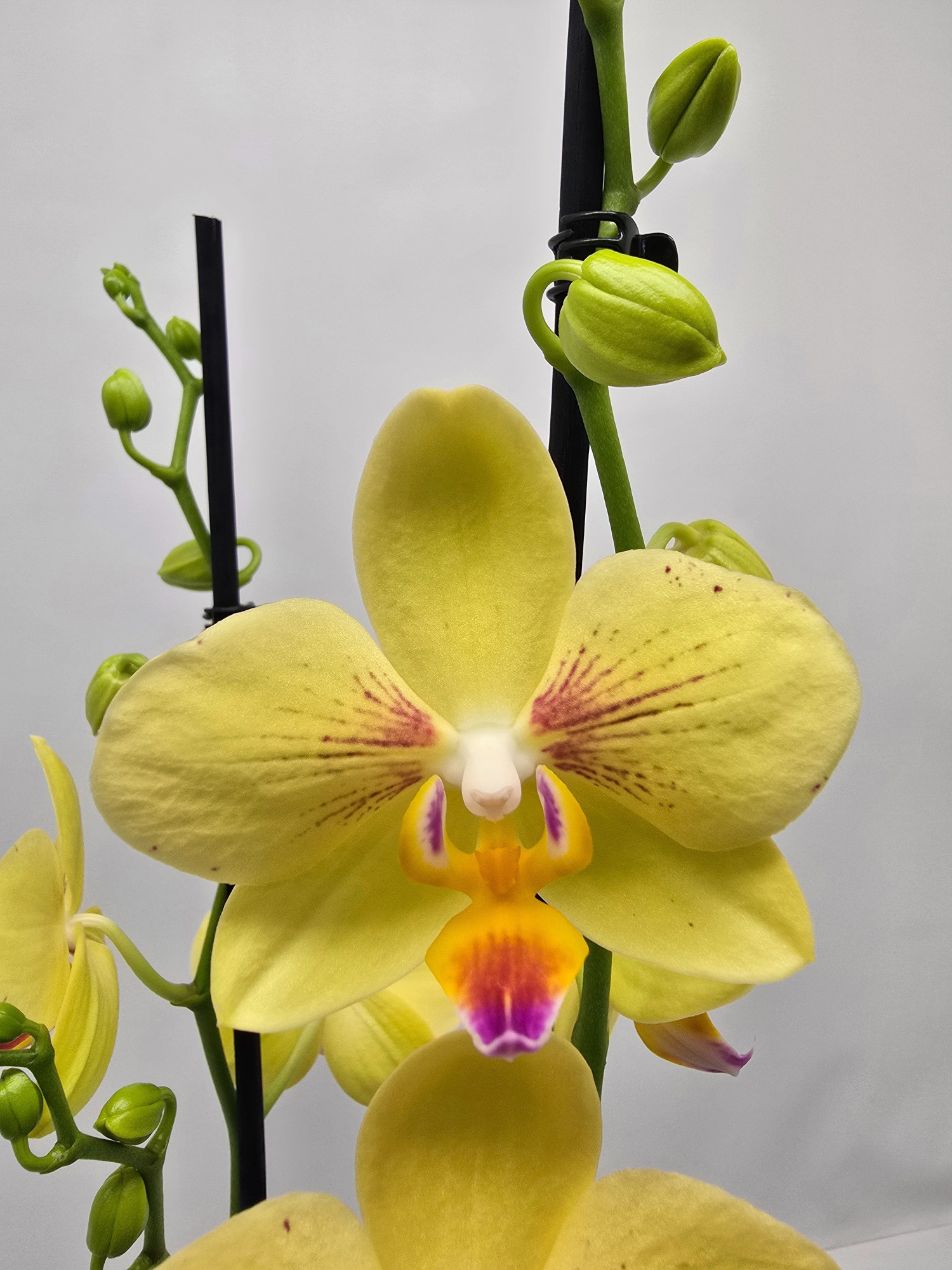 Limited 04 week 43, D 12 cm