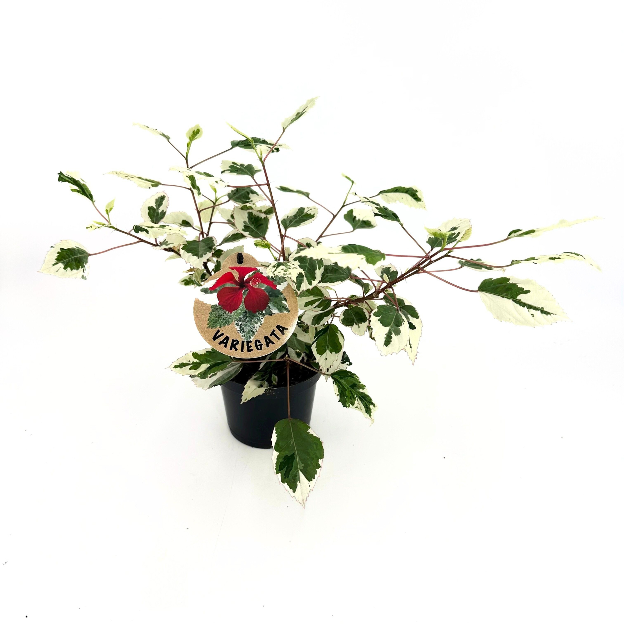 Hibiscus Variegata, D 12 cm