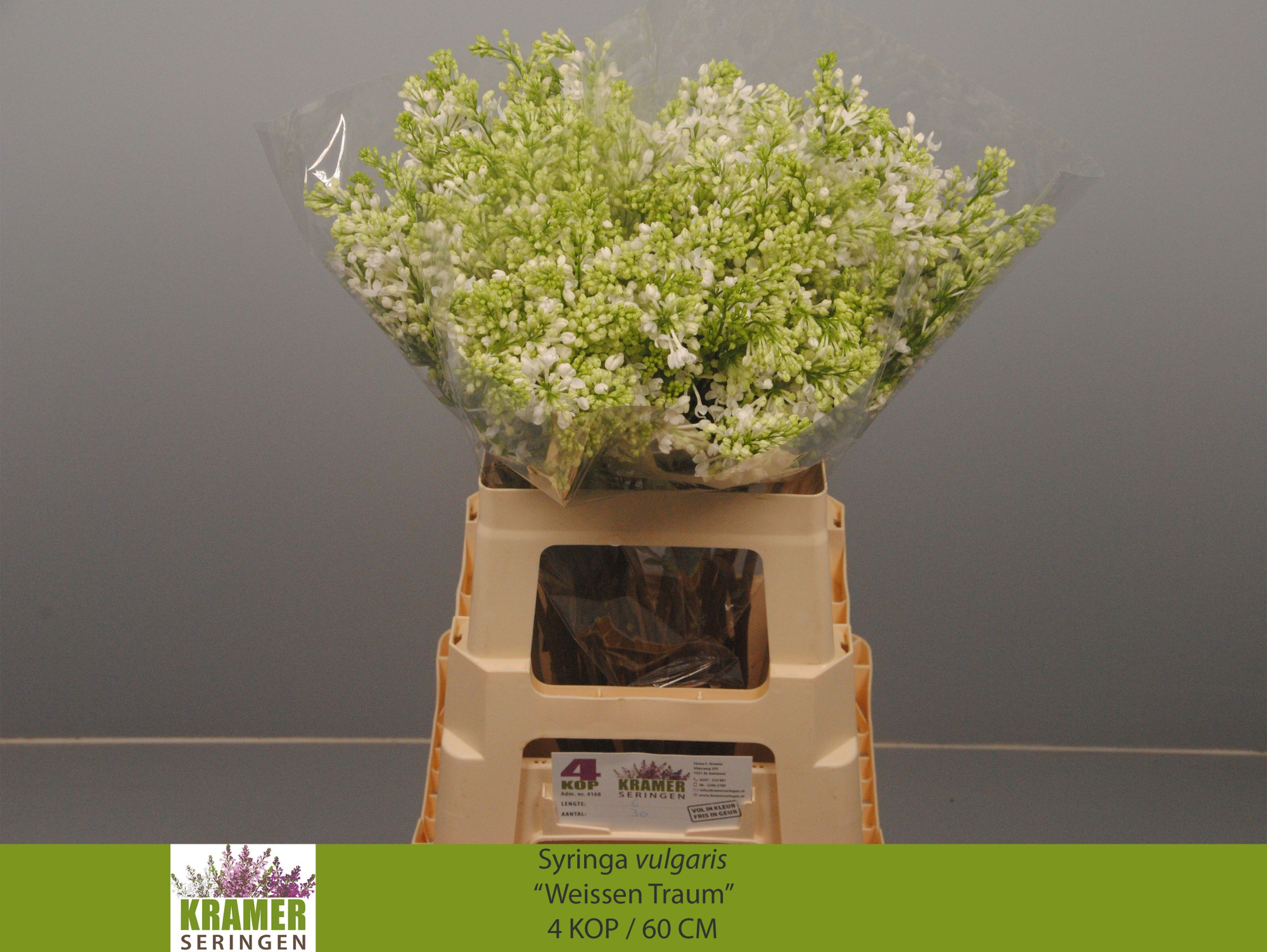 Сирень Энглер Вайс 60 (бел.), шт.