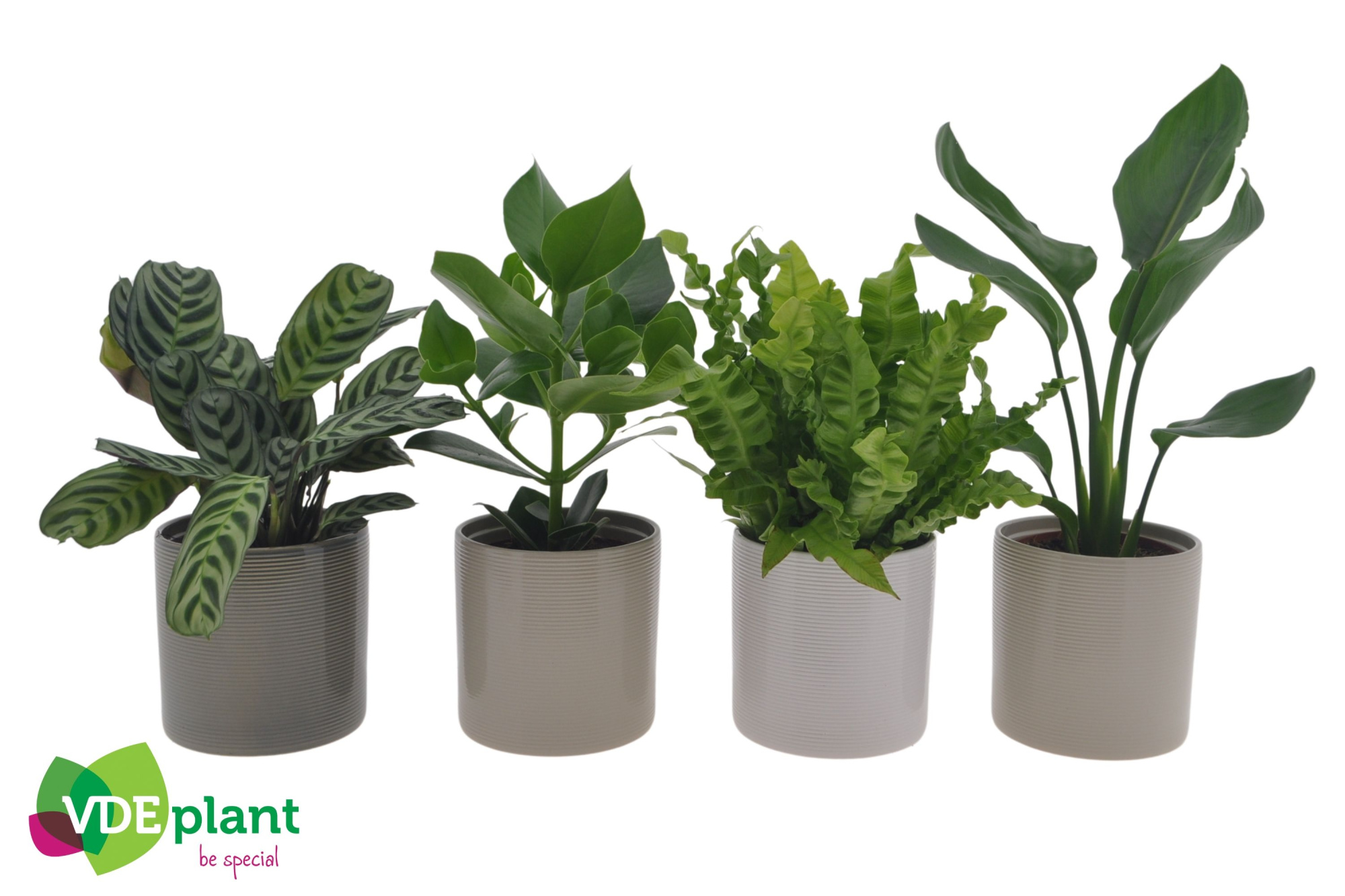 Intenz mix in Havana mix 12cm, D 12 cm