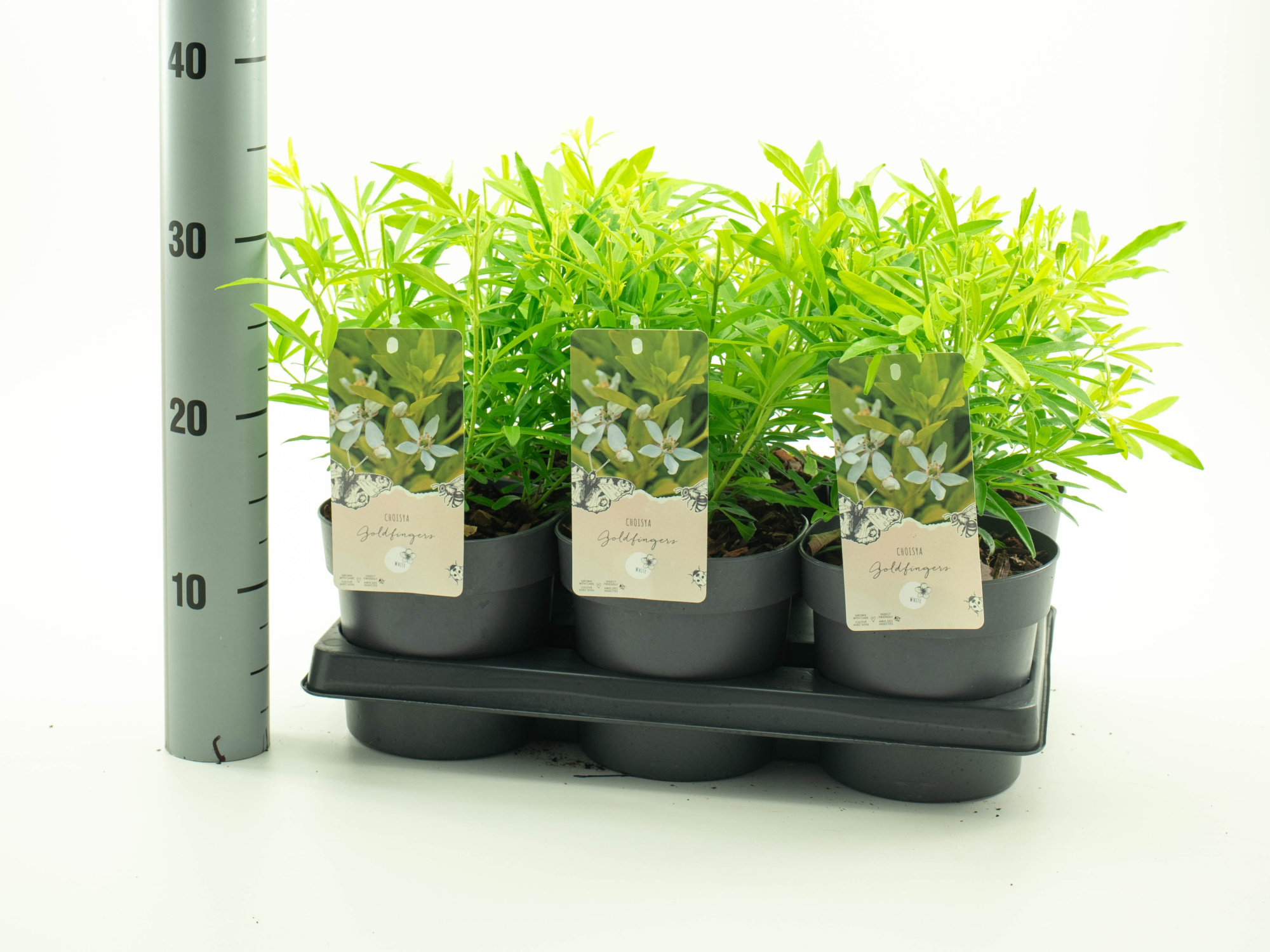 Choisya 'Goldfingers' pbr, D 15 cm