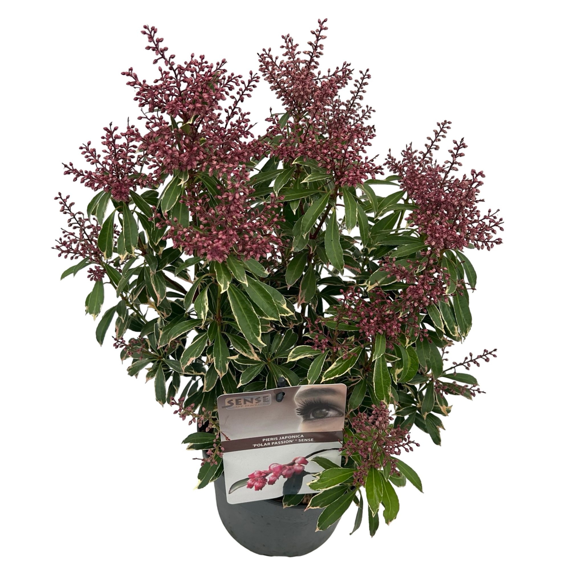 Pieris 'Polar Passion' ® sense, D 19