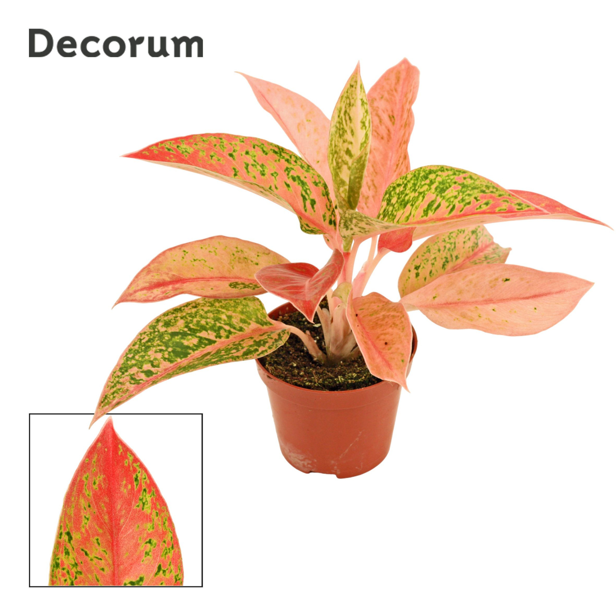 Aglaonema Prestige 9 cm (Decorum), D 9 cm