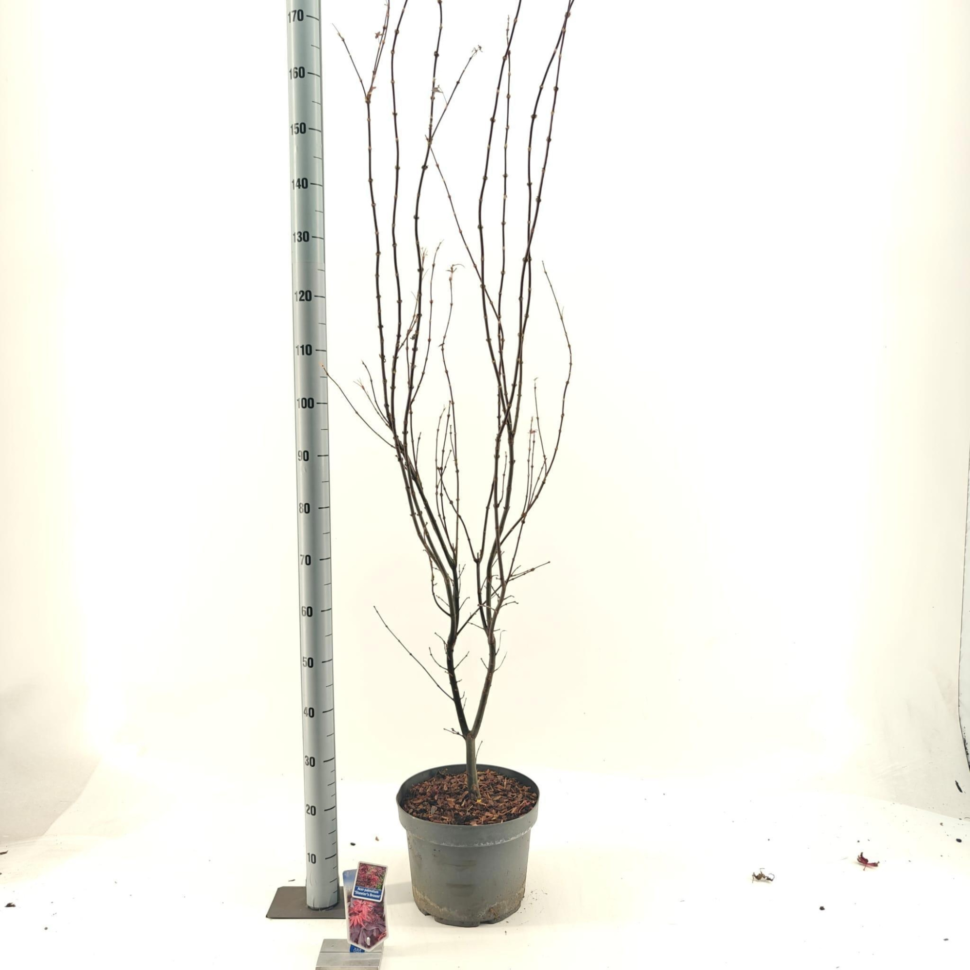 Acer pal. 'Skeeters Broom', D 29