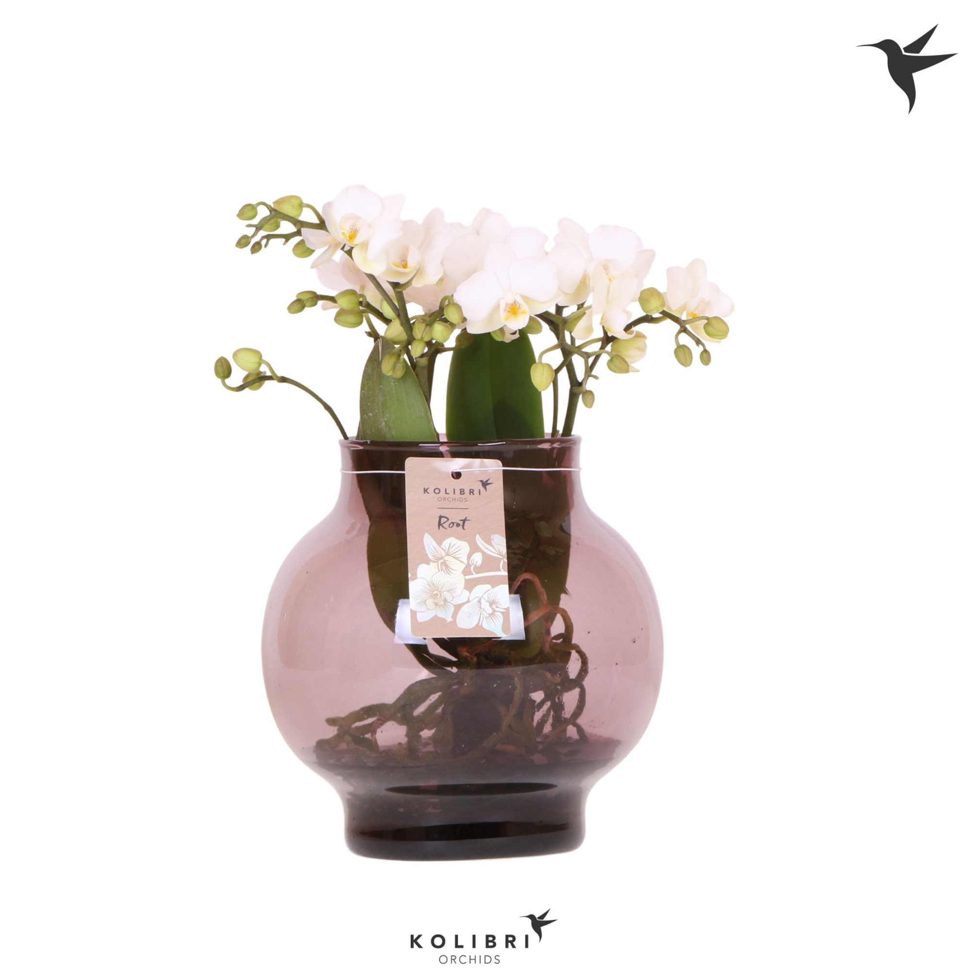 Kolibri Orchids Phalaenopsis Roots white in glas bowl lila, D 16