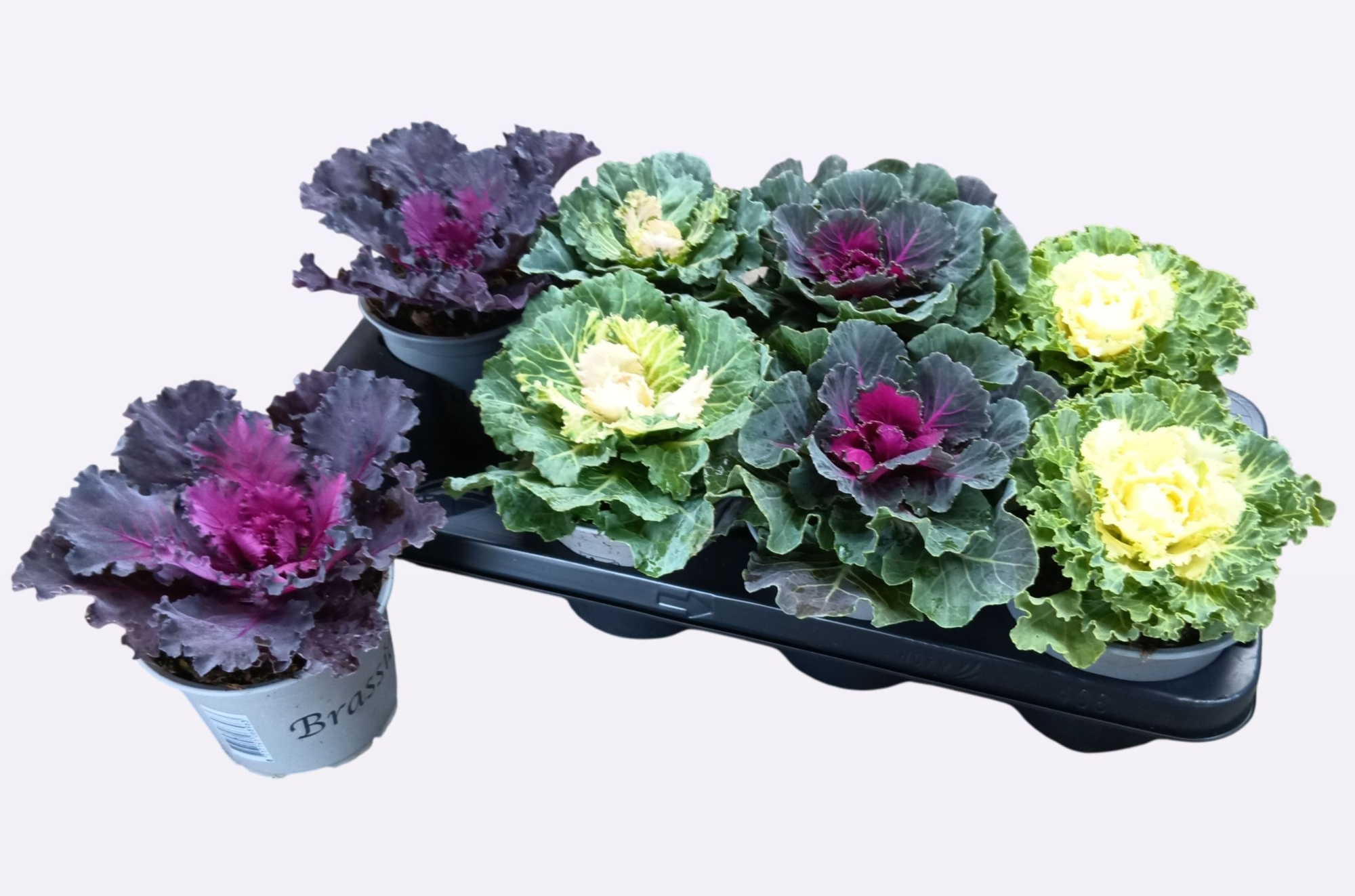 Brassica oleracea, D 13 cm