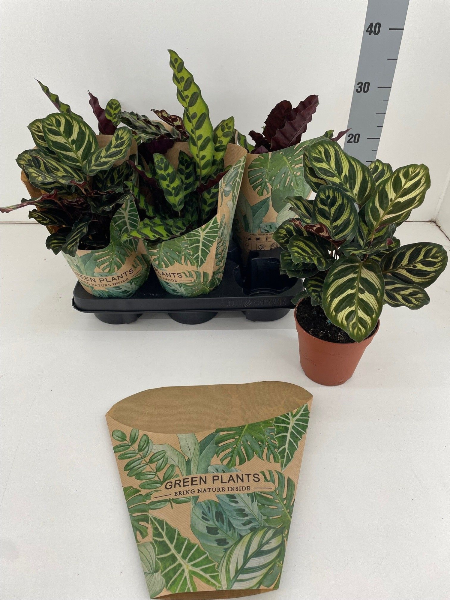 Calathea mix MAKO-INSIGNIS P12, D 12 cm