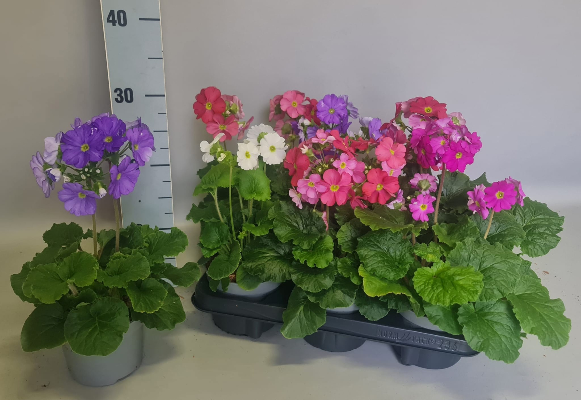 Primula obconica 13cm diverse kleuren, D 13