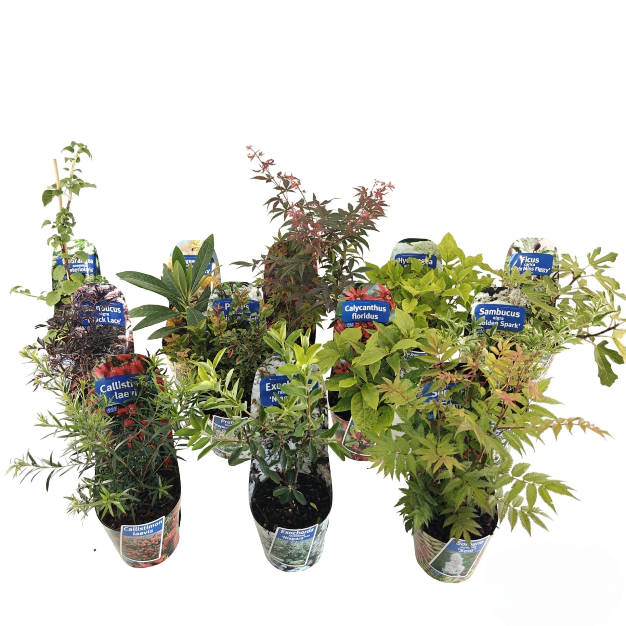 Potcover mix (minimum order one layer), D 17 cm