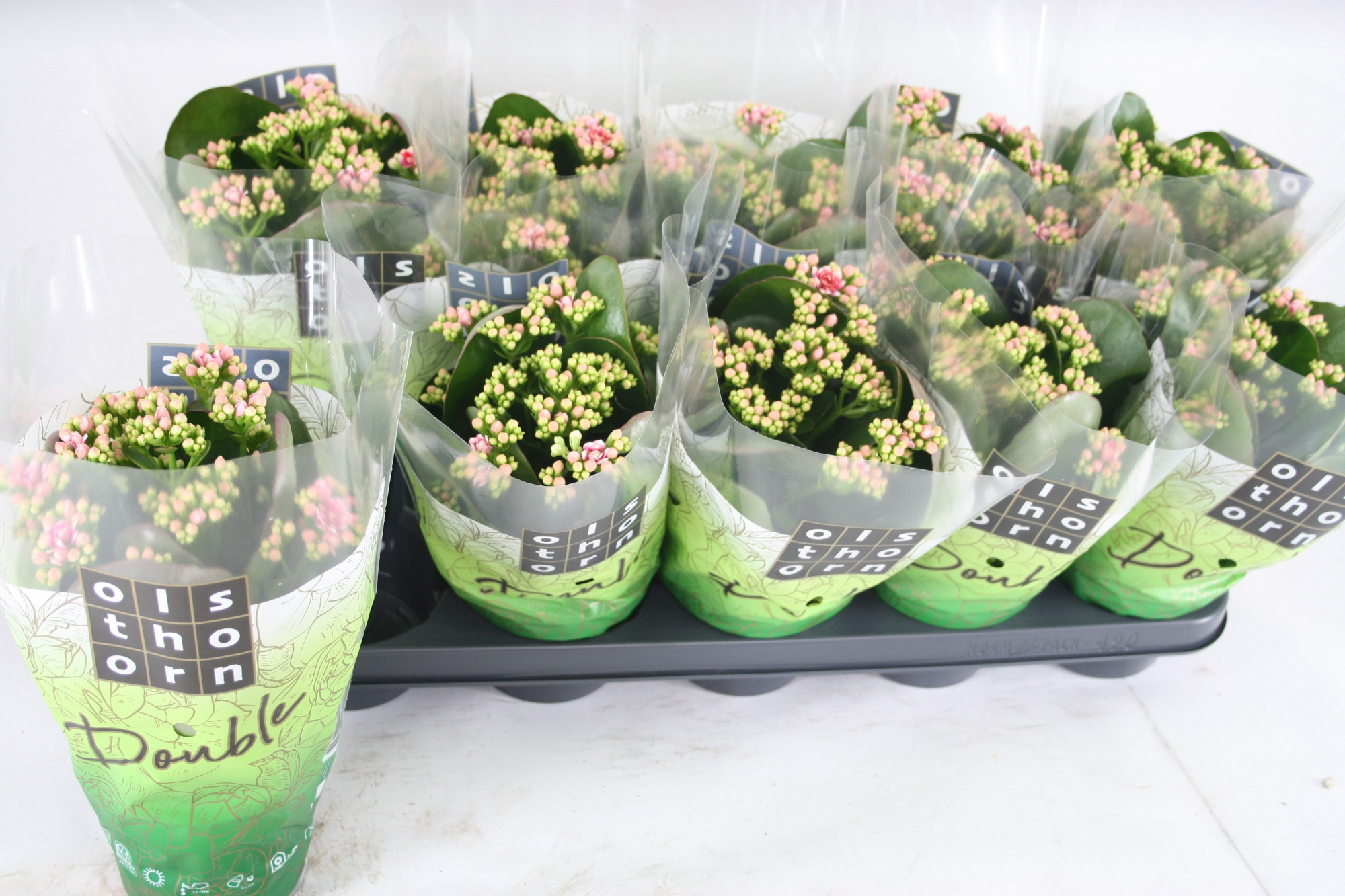 Gevuld 12 cm WEAVER, D 12 cm