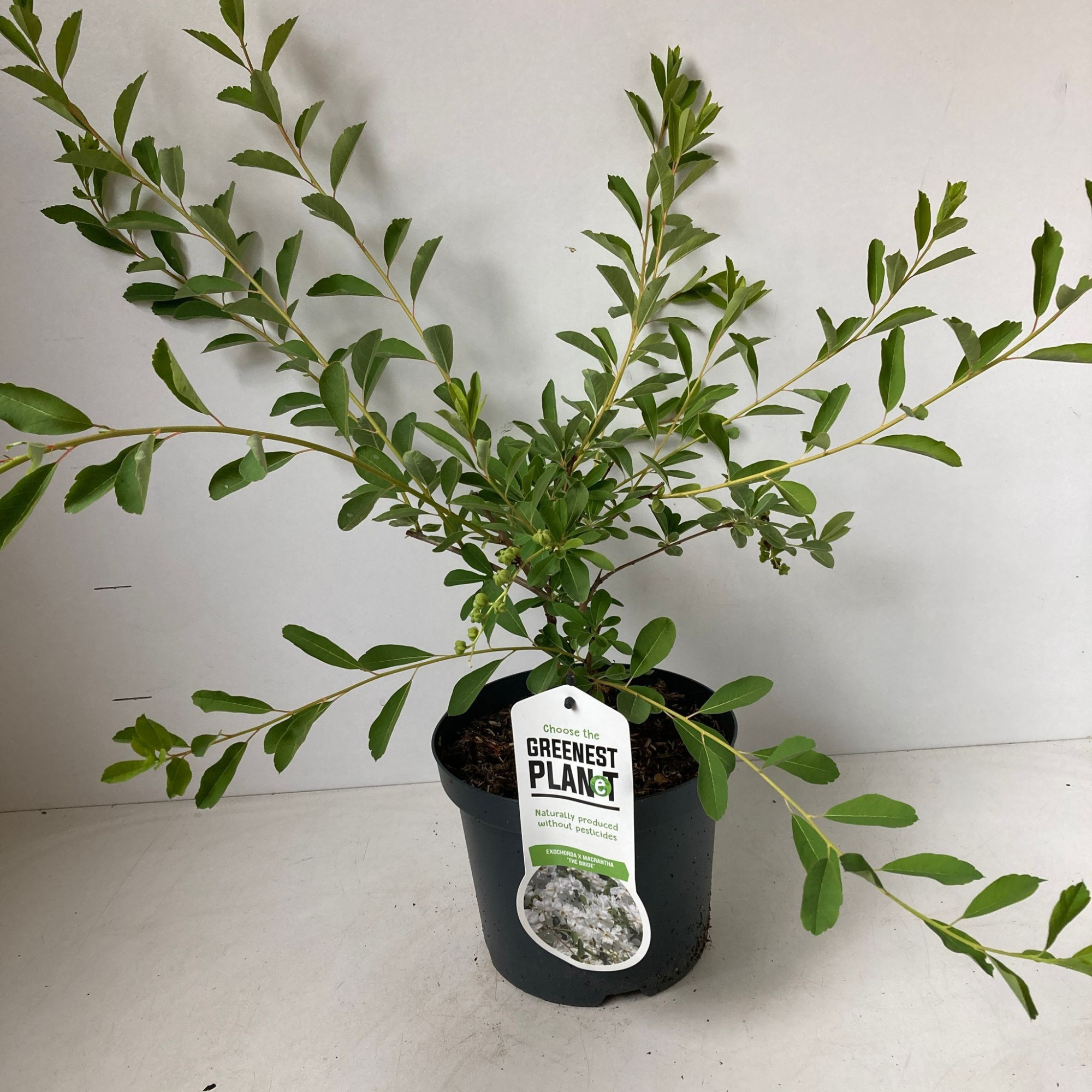 Exochorda macr. 'The Bride', D 19 cm