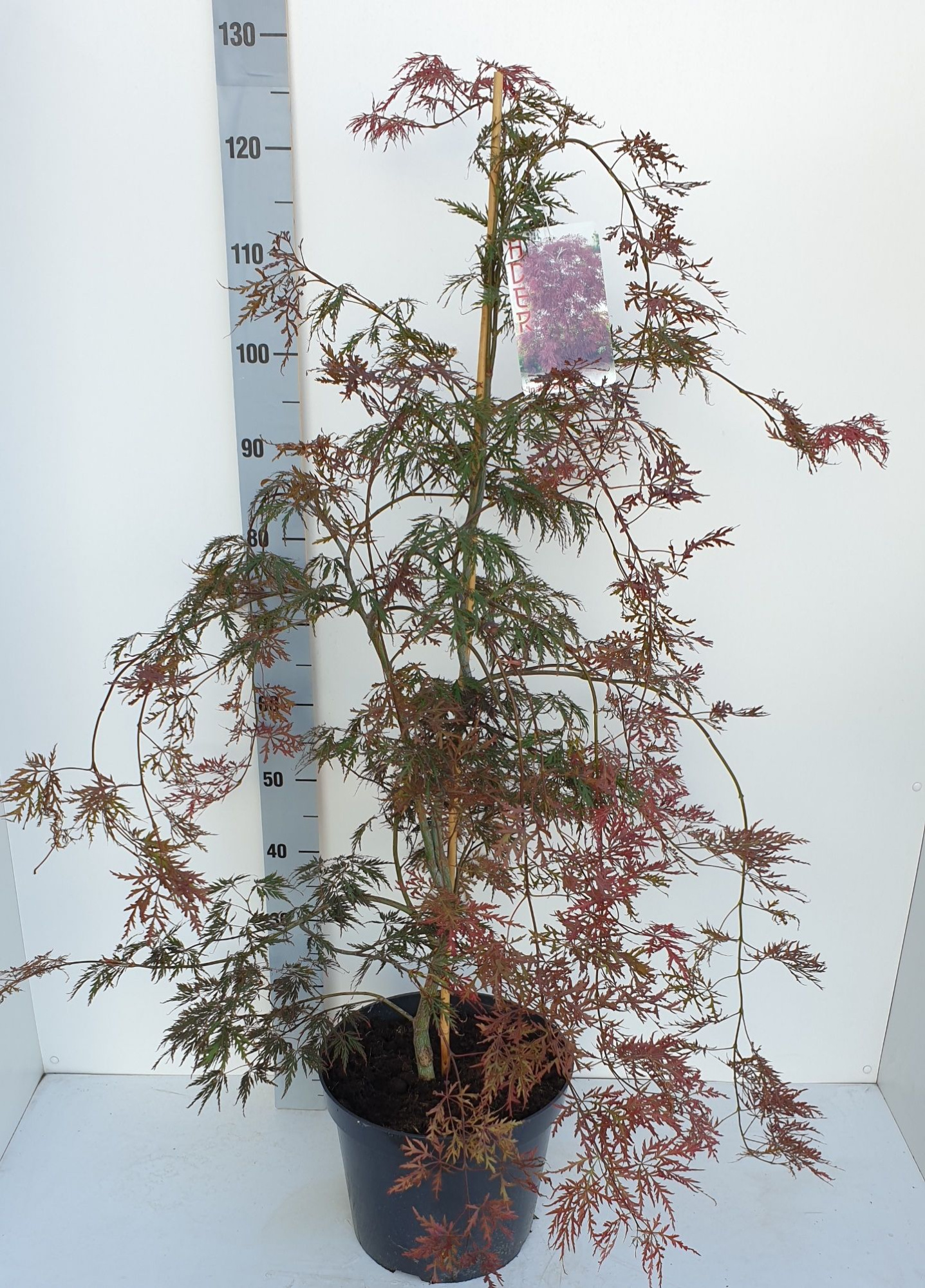 Acer palmatum 'Inaba-Shidare', D 31 cm