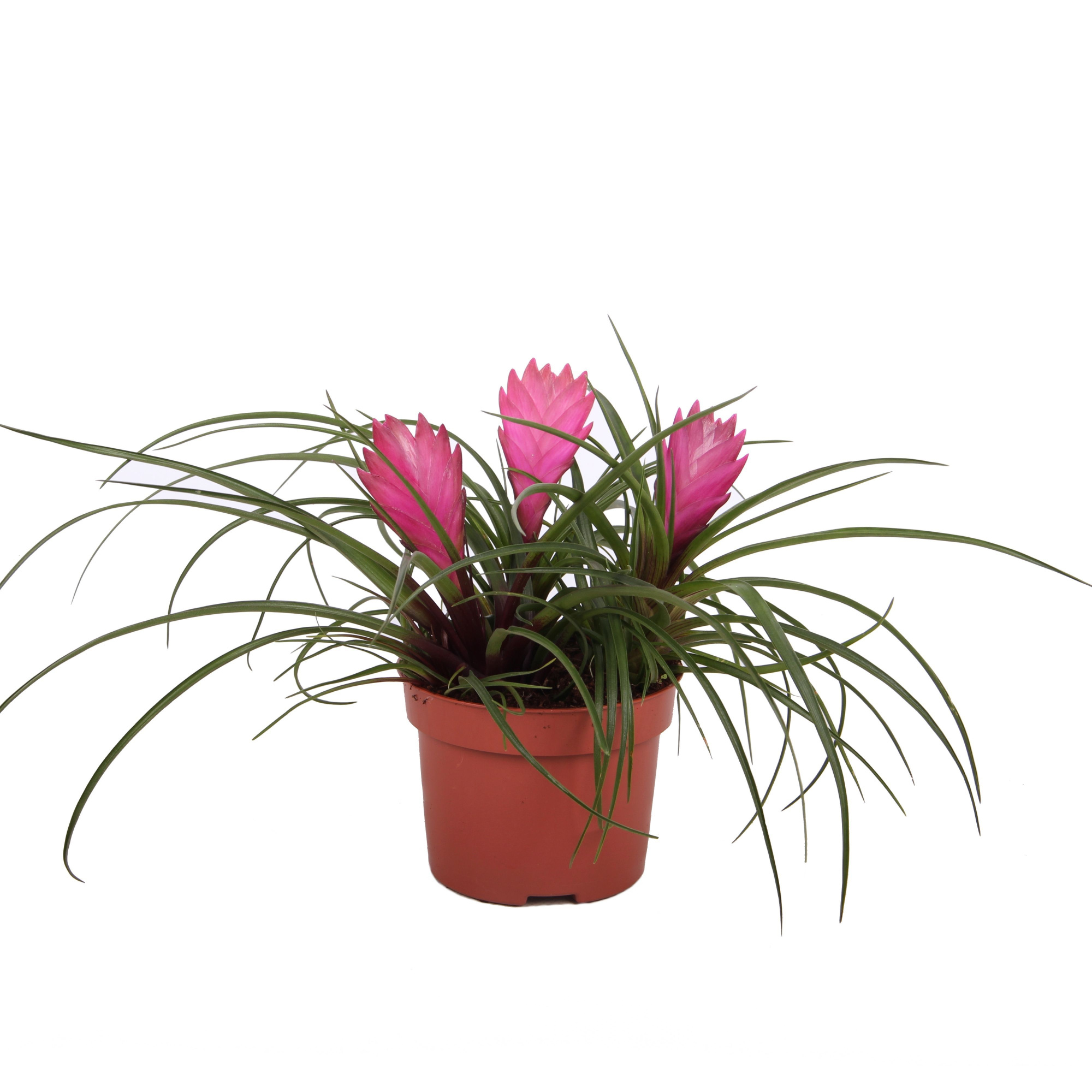 Toef Tillandsia Cyanea, D 10,5 cm
