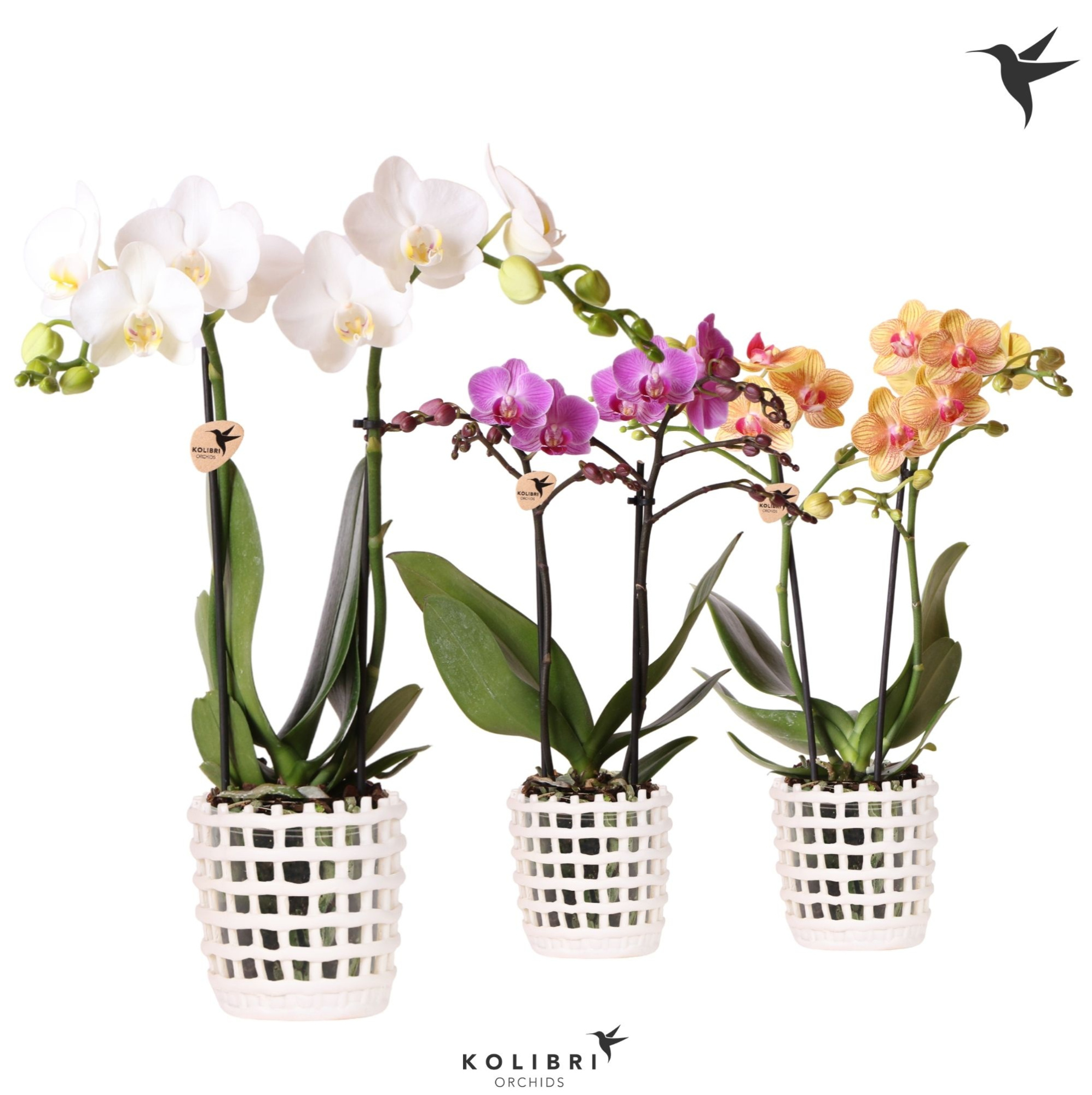 Kolibri Orchids Phalaenopsis mix 2 spike in Mesh pot white, D 9