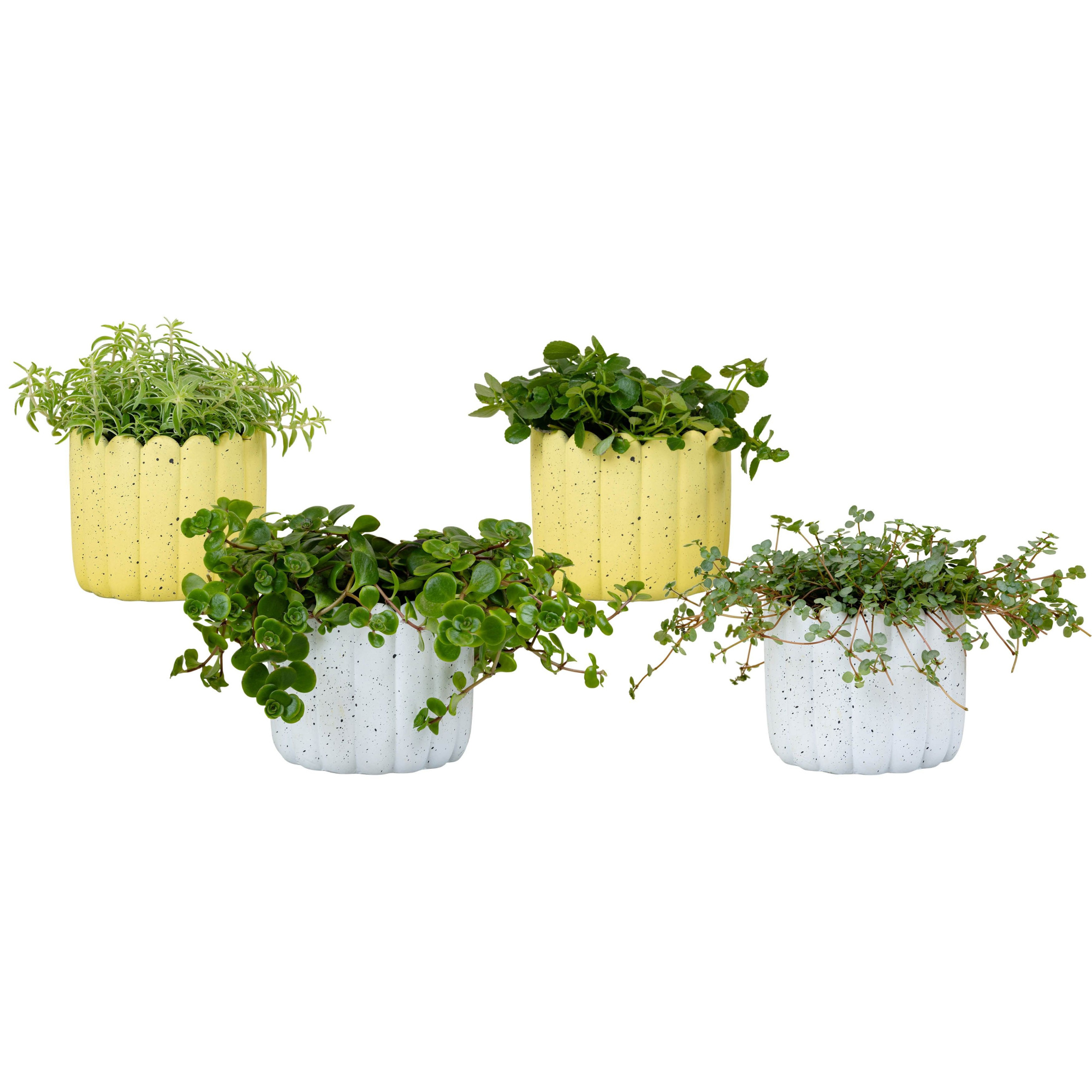 Hope with Compact Foliage, D 11 cm