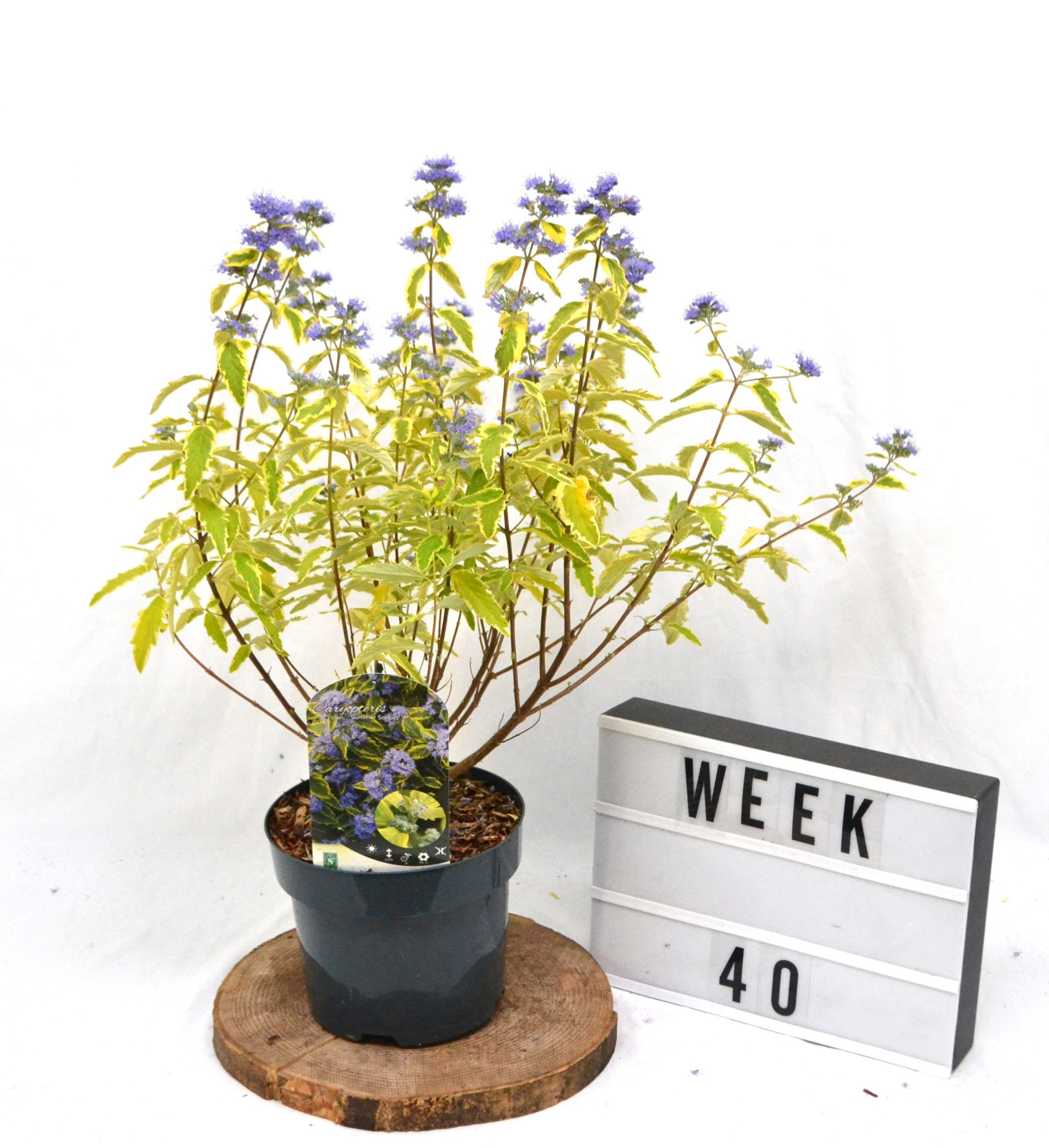 Caryopteris clandonensis Summer Sorbet C3 40-50, D 19 cm