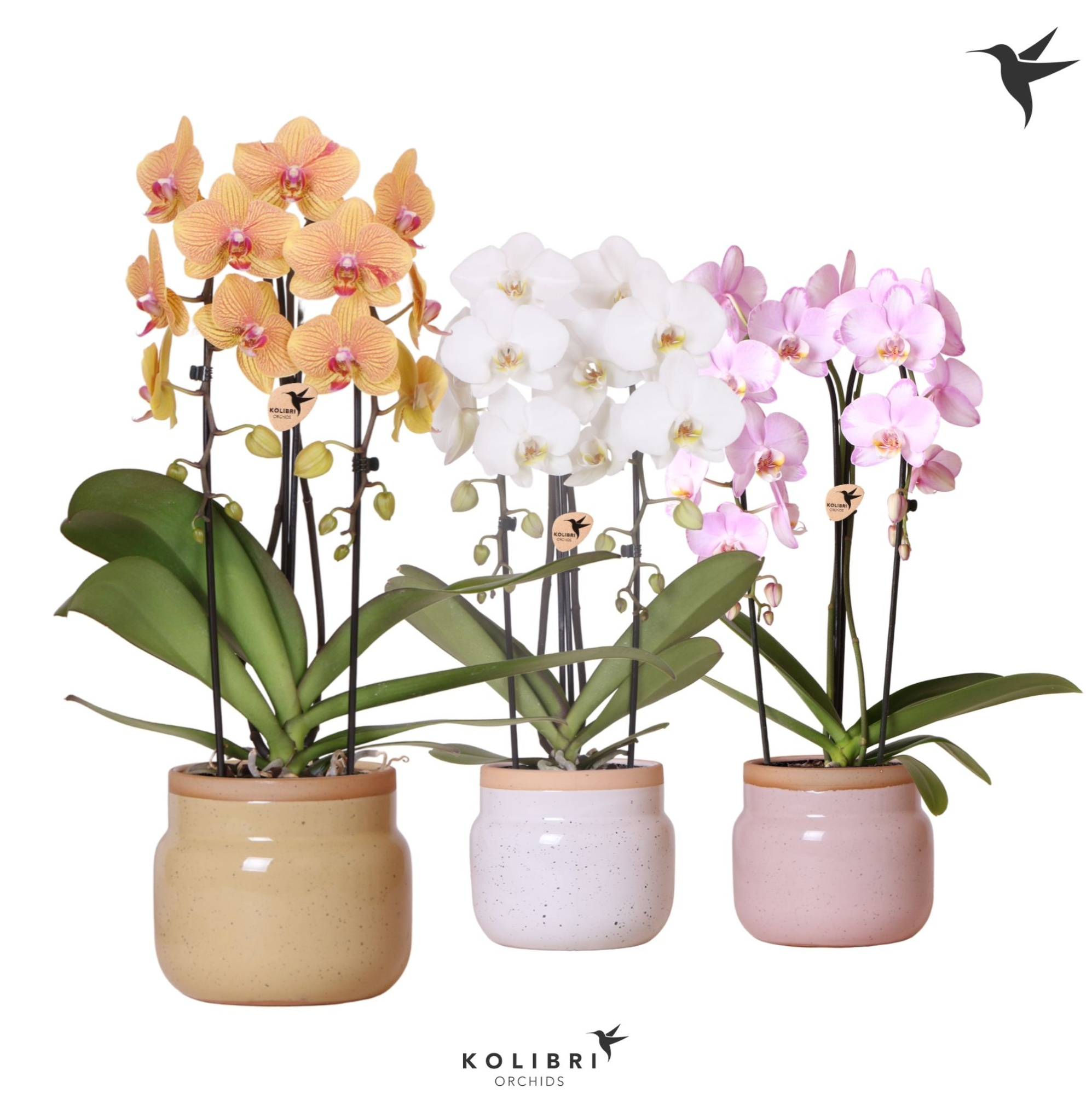 Kolibri Orchids Cascade Niagara Fall mix 2 spike in Vintage Bowl pot mix, D 12 cm