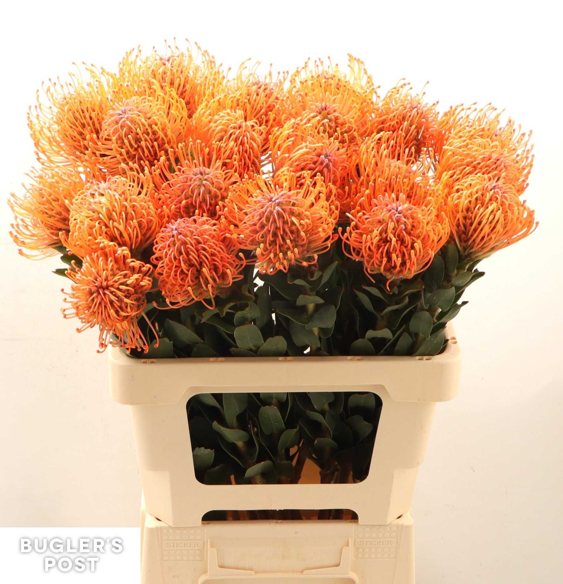 Нутанс Айоба Мандарин Зест 60, шт.