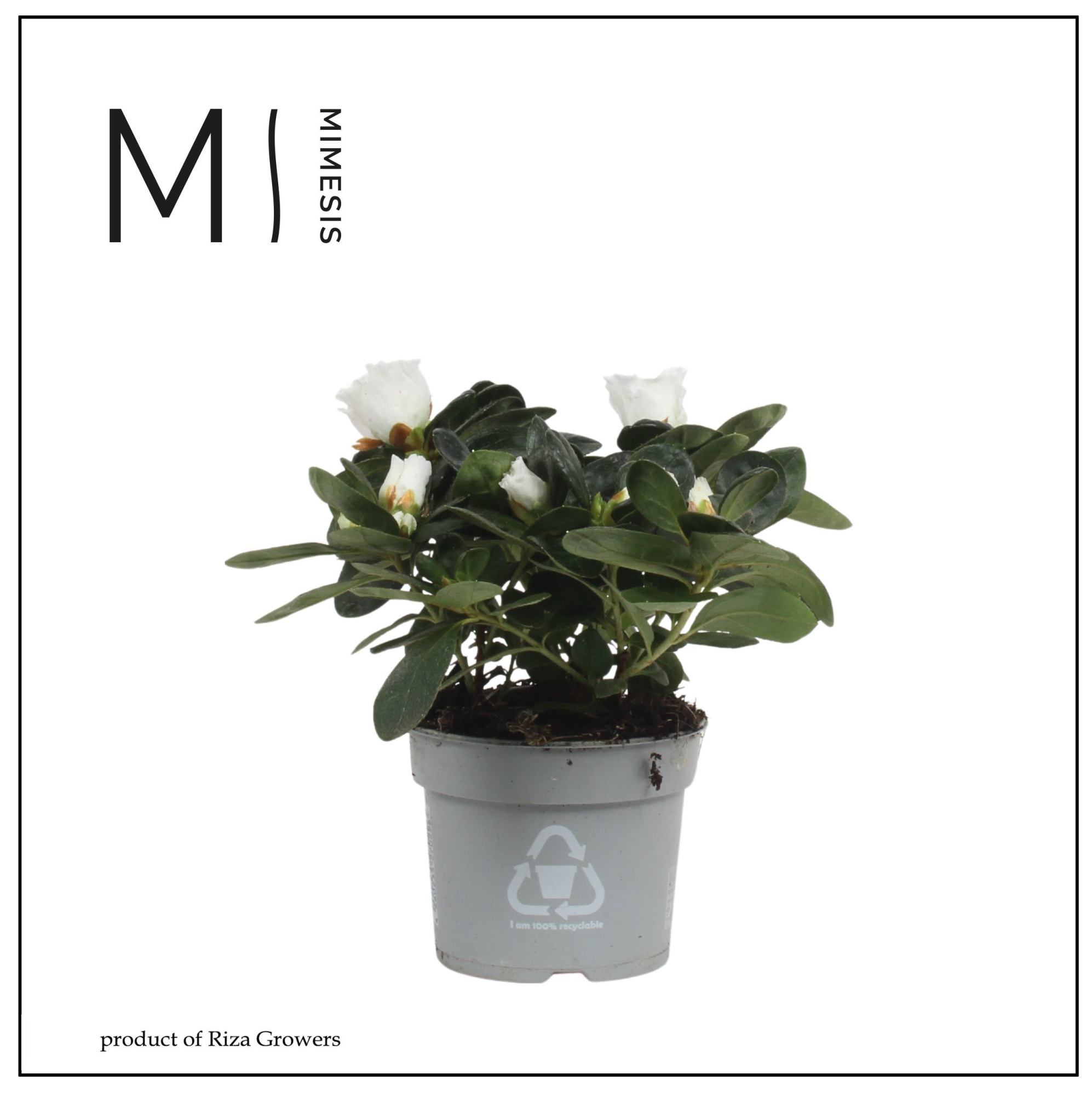 Mimesis Azalea - 9cm Wit, D 9