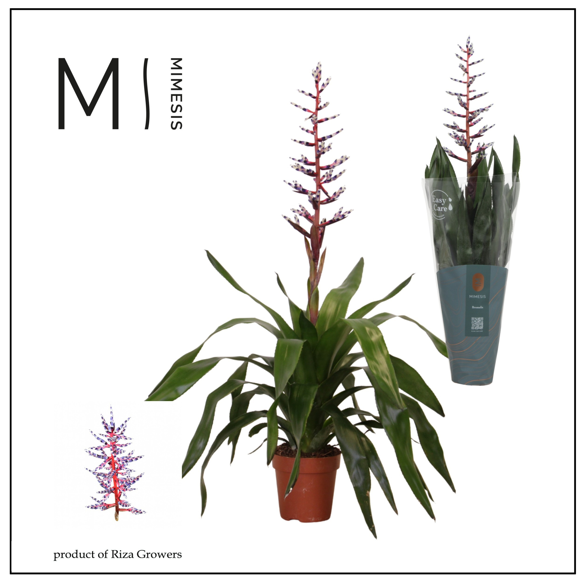 Aechmea Blue Rain - 12cm | Mimesis, D 12